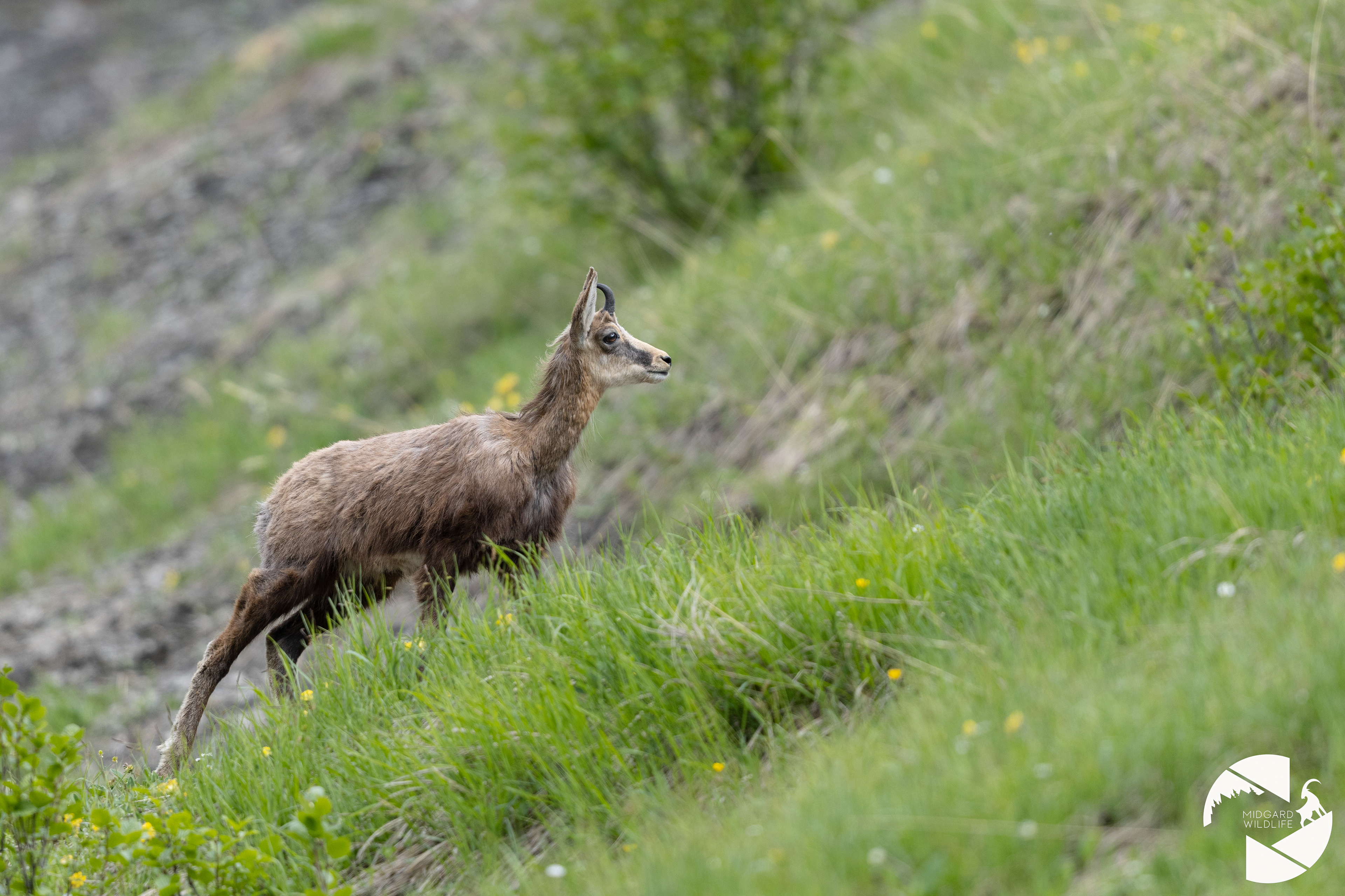 Chamois