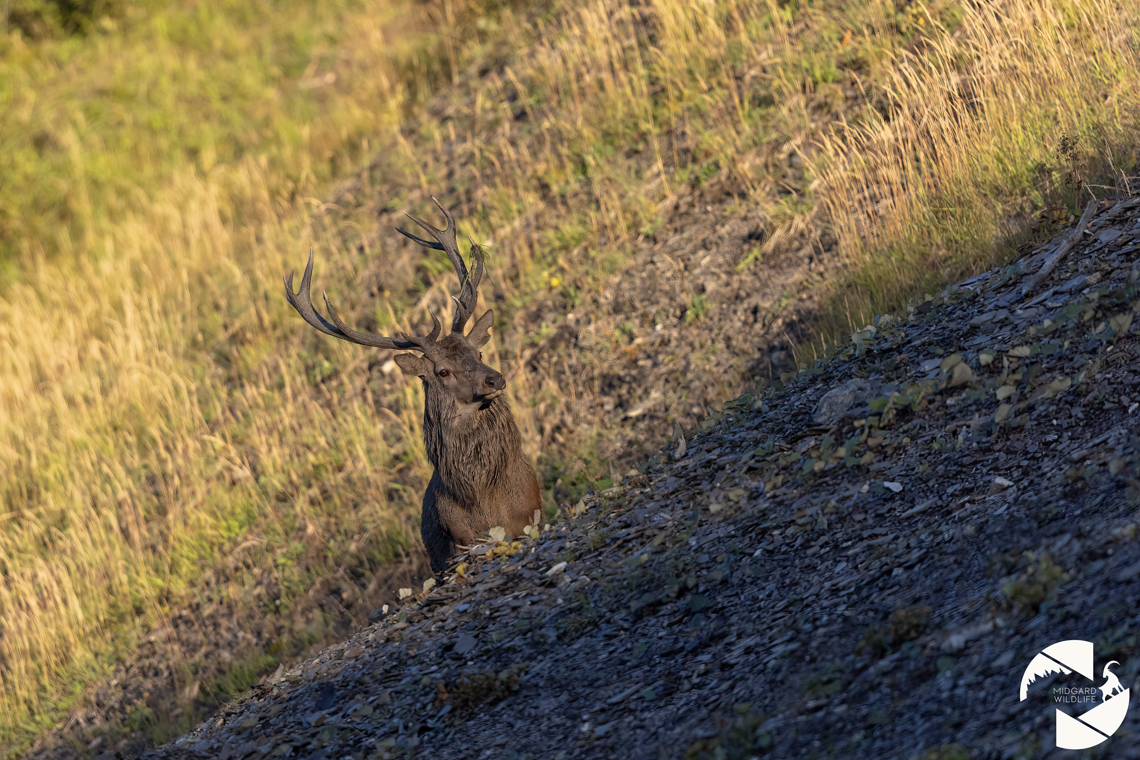 Cerf élaphe