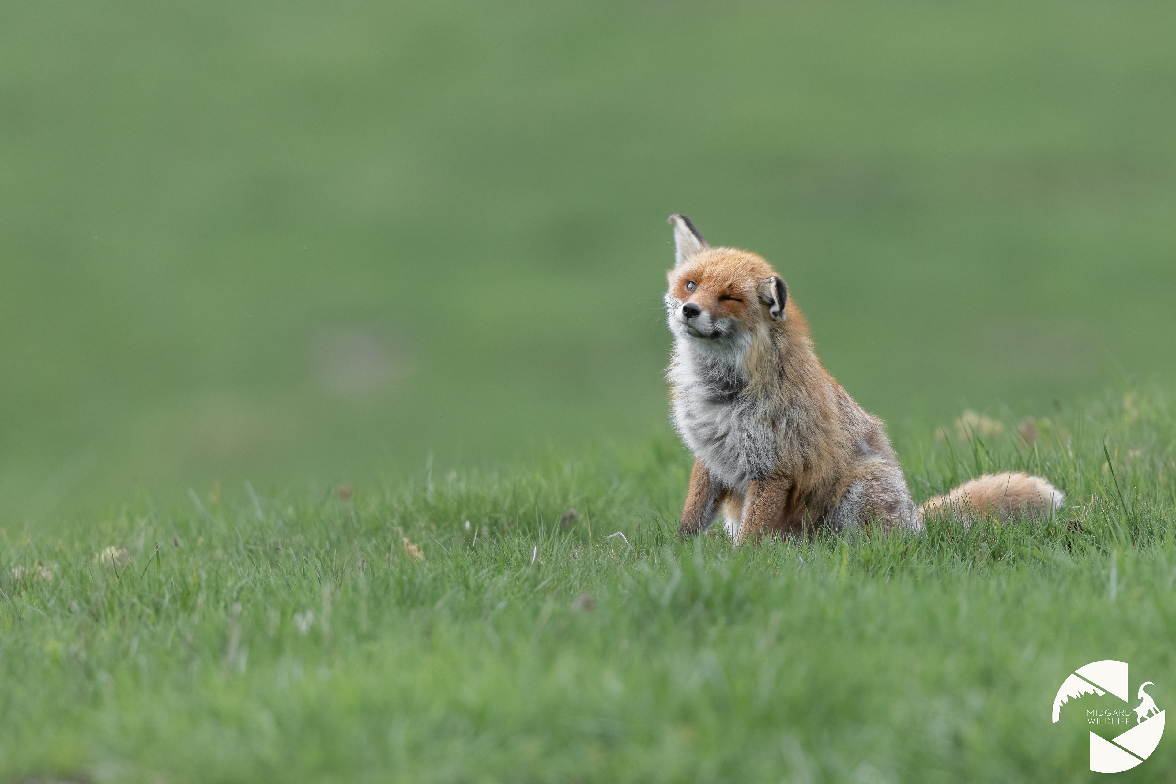 Renard
