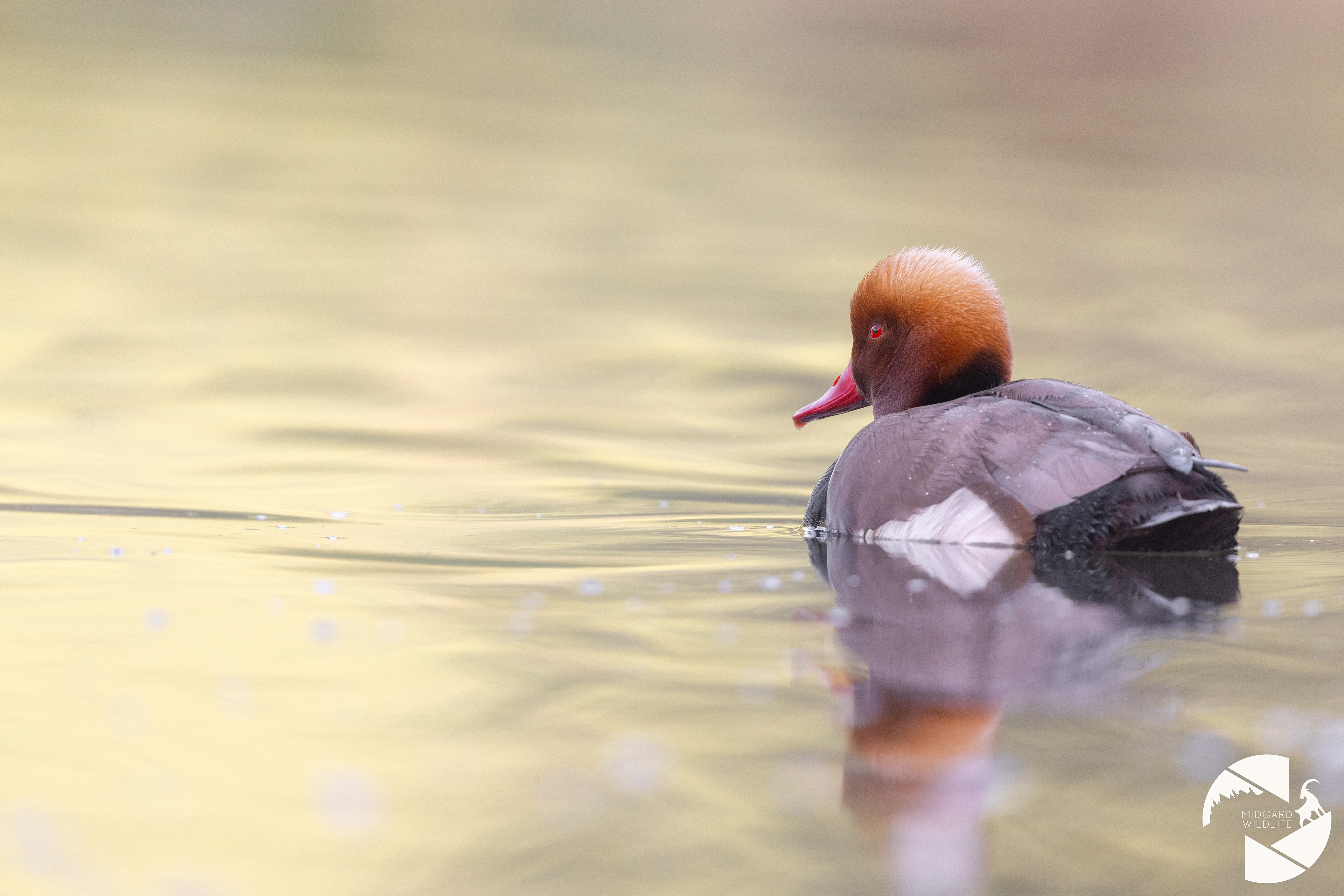 Nette rousse
