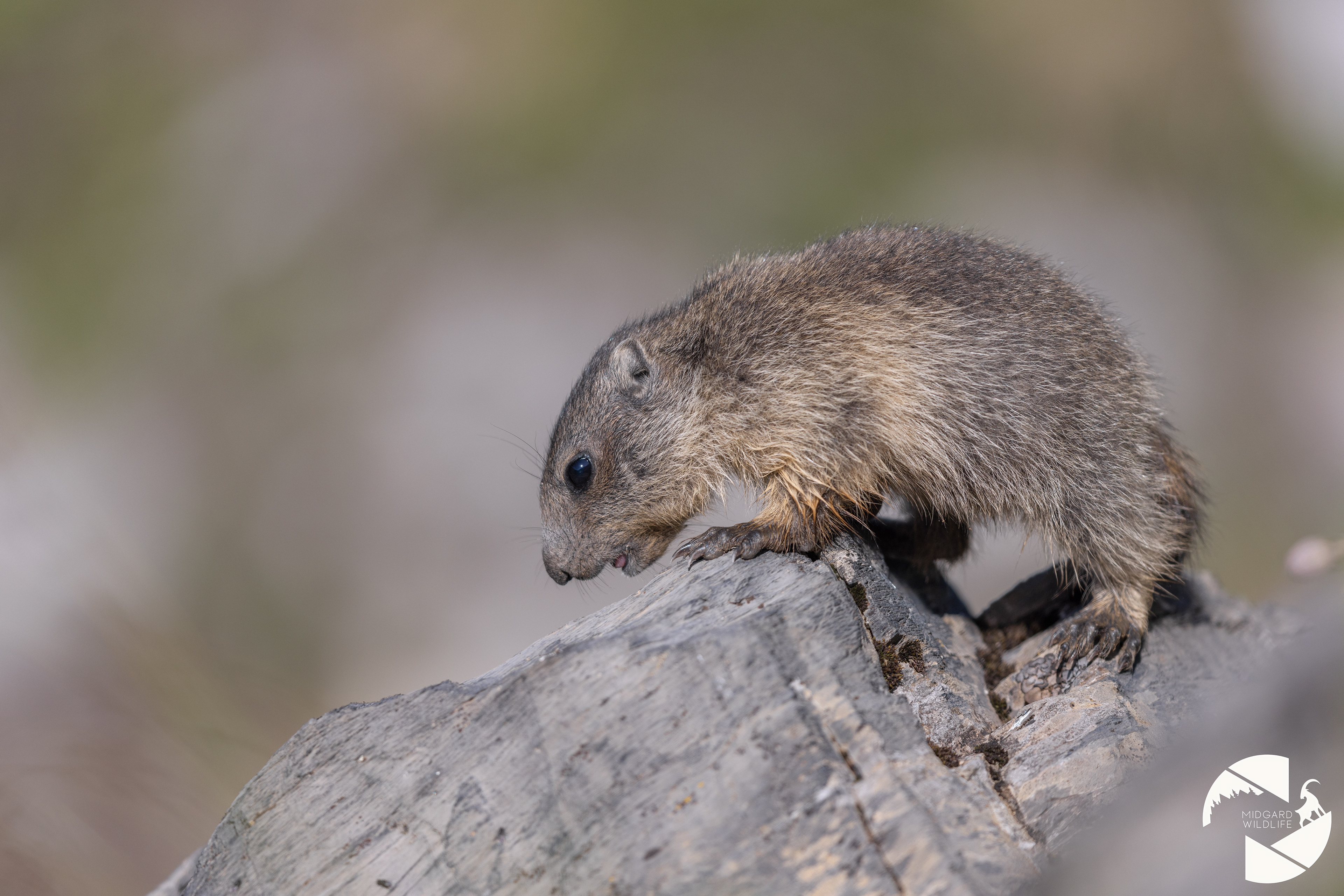 Marmotton