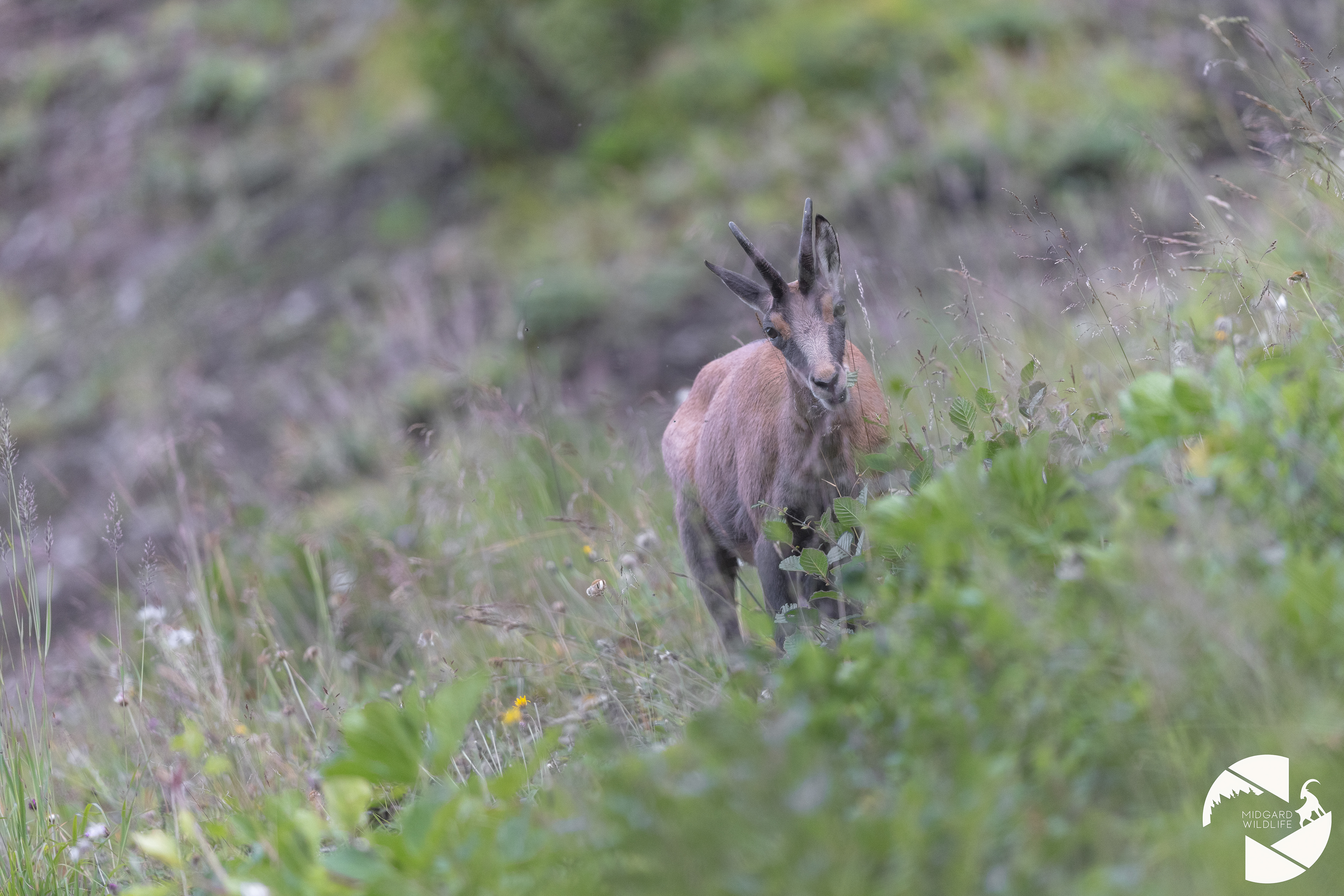 Chamois
