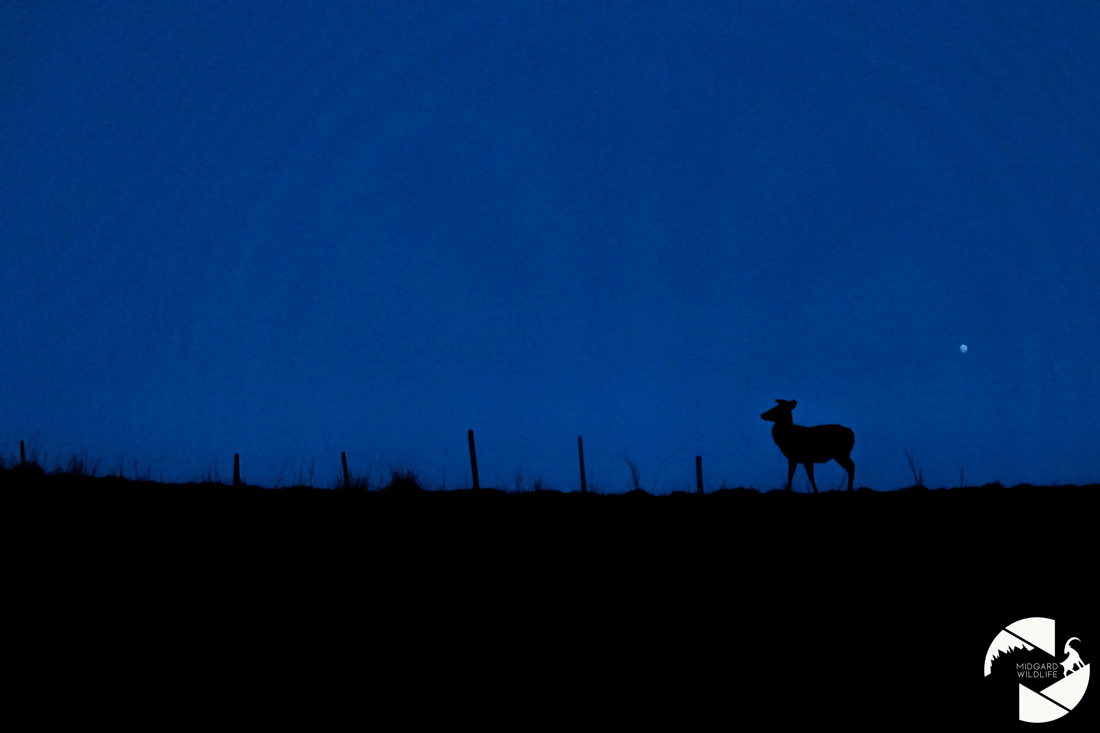 Cerf élaphe