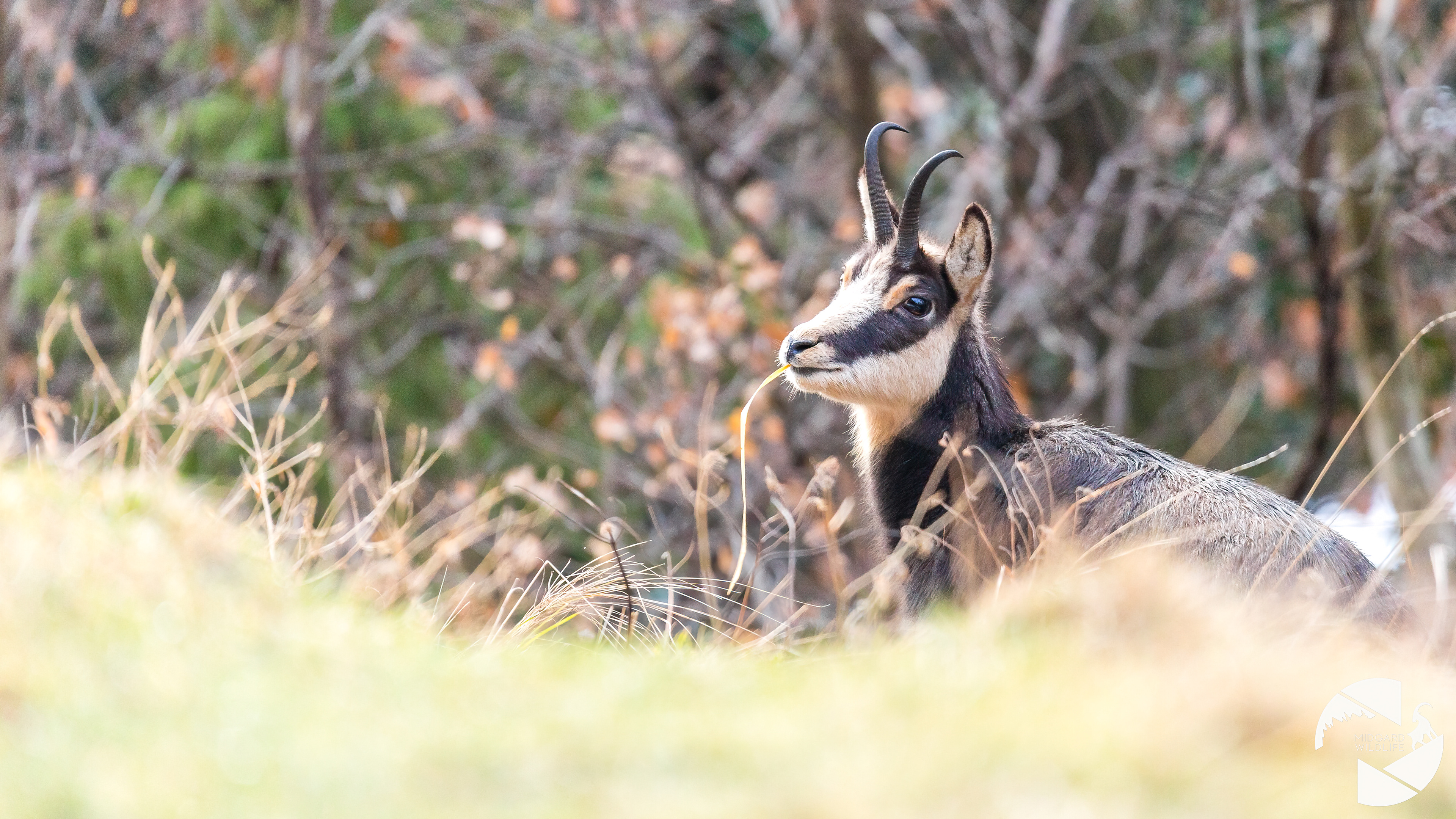 Chamois