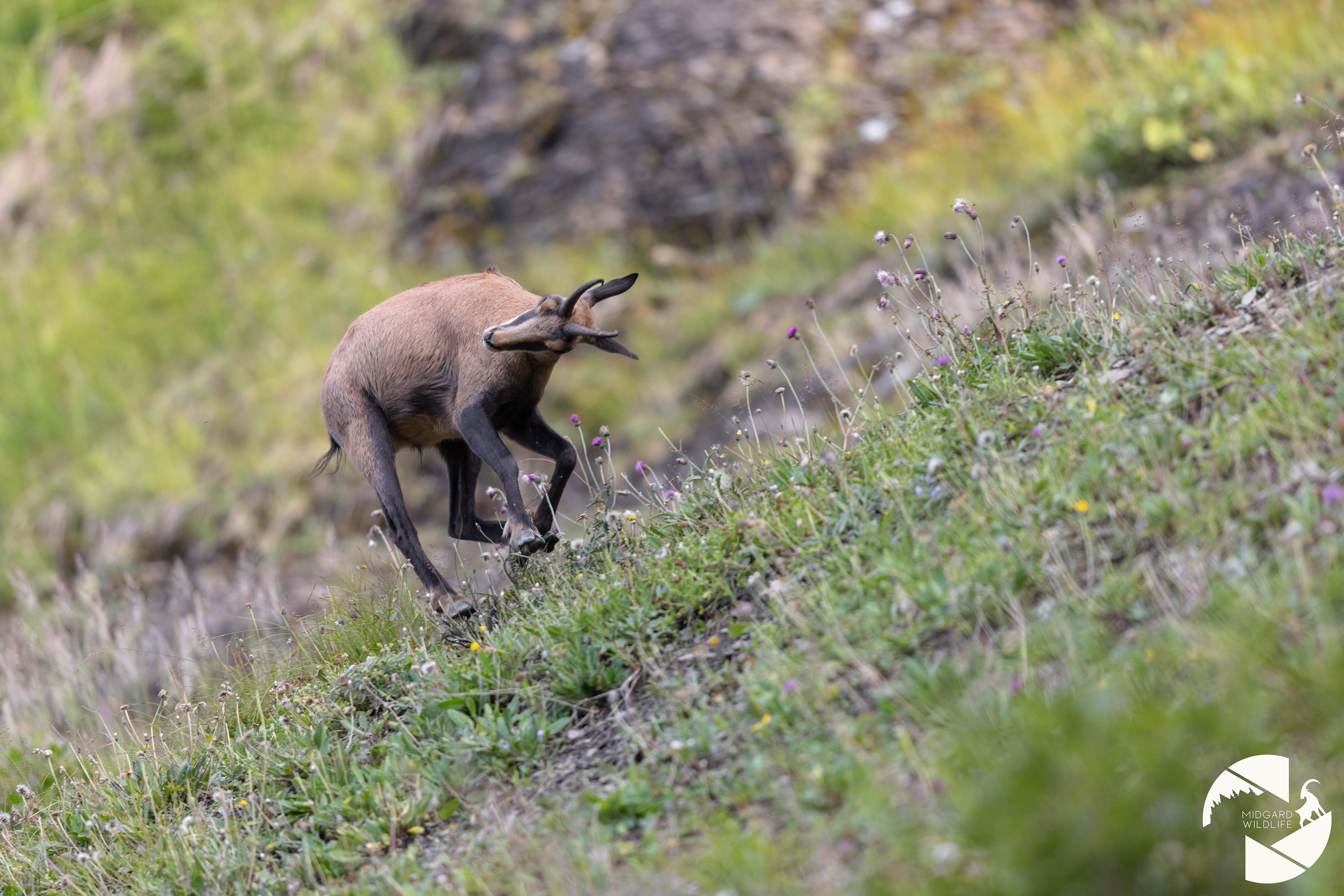 Chamois