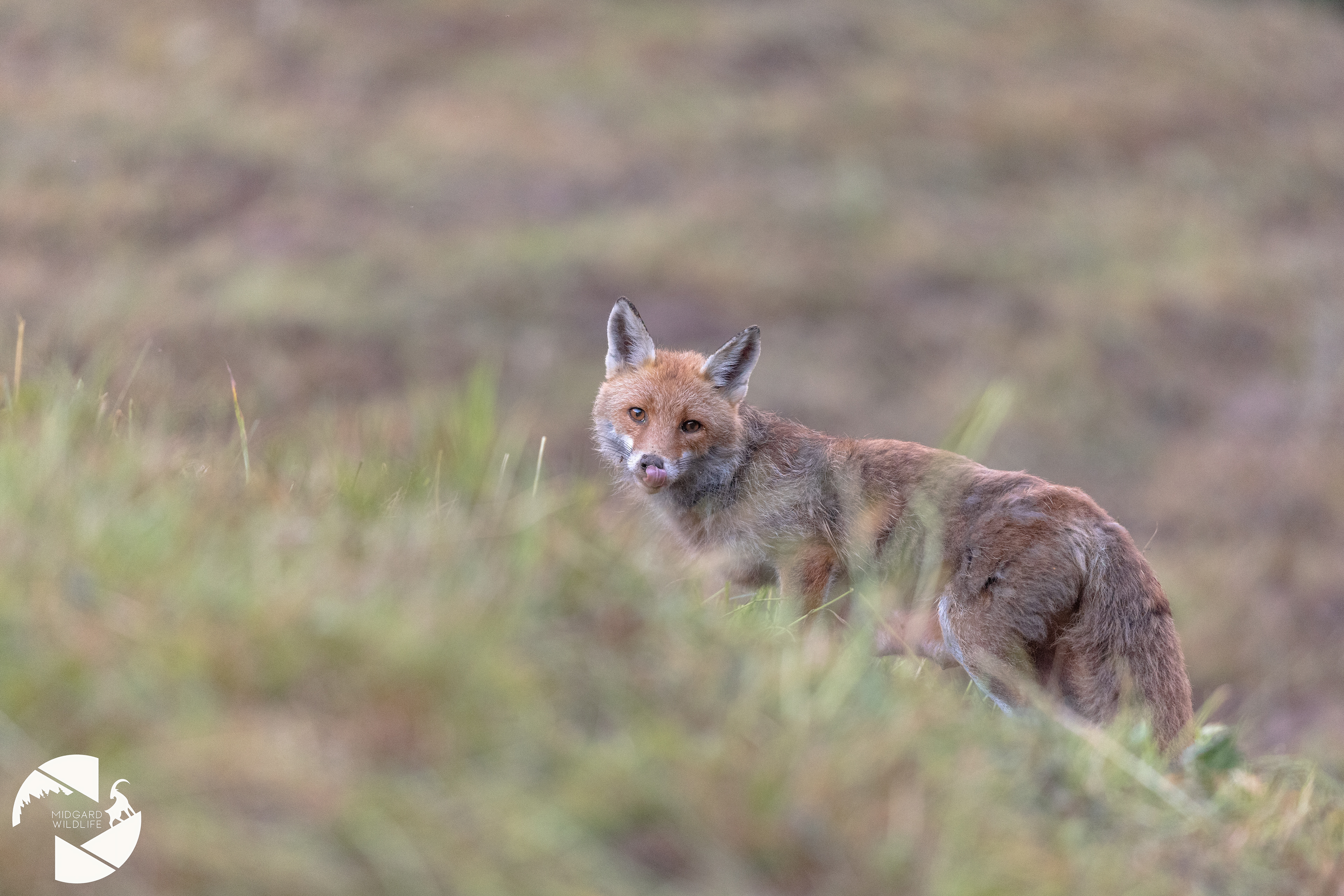 Renard