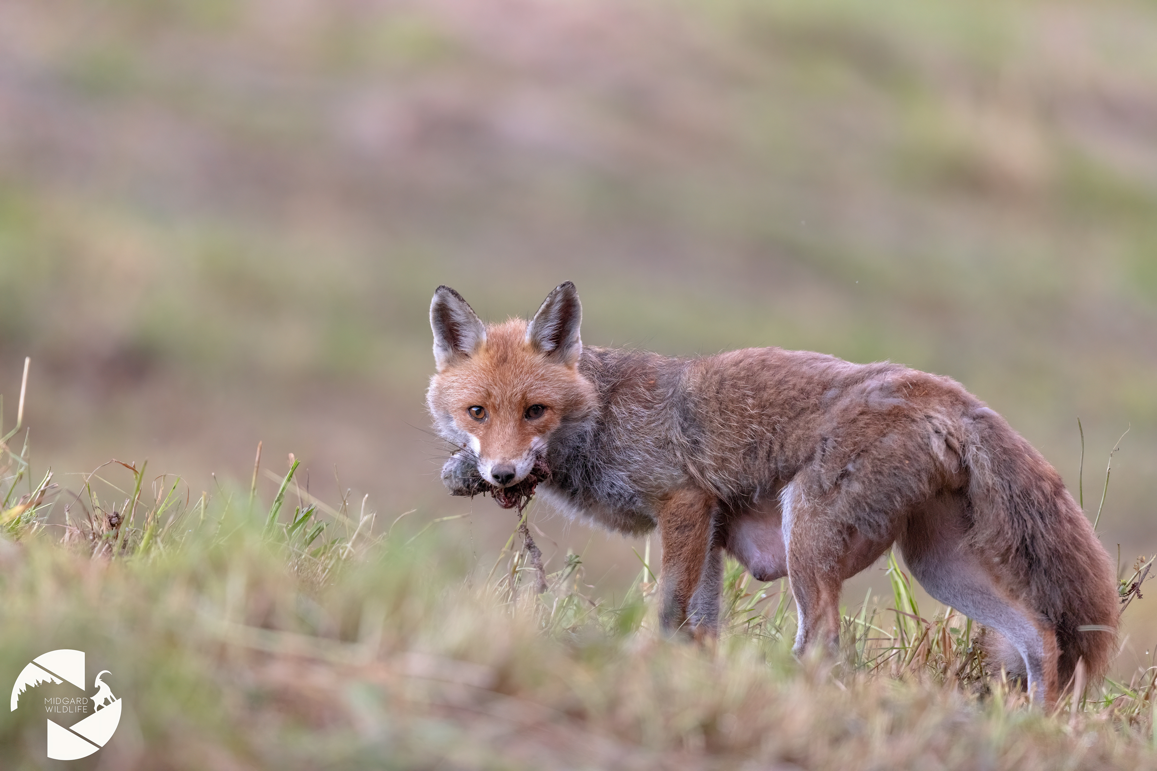 Renard