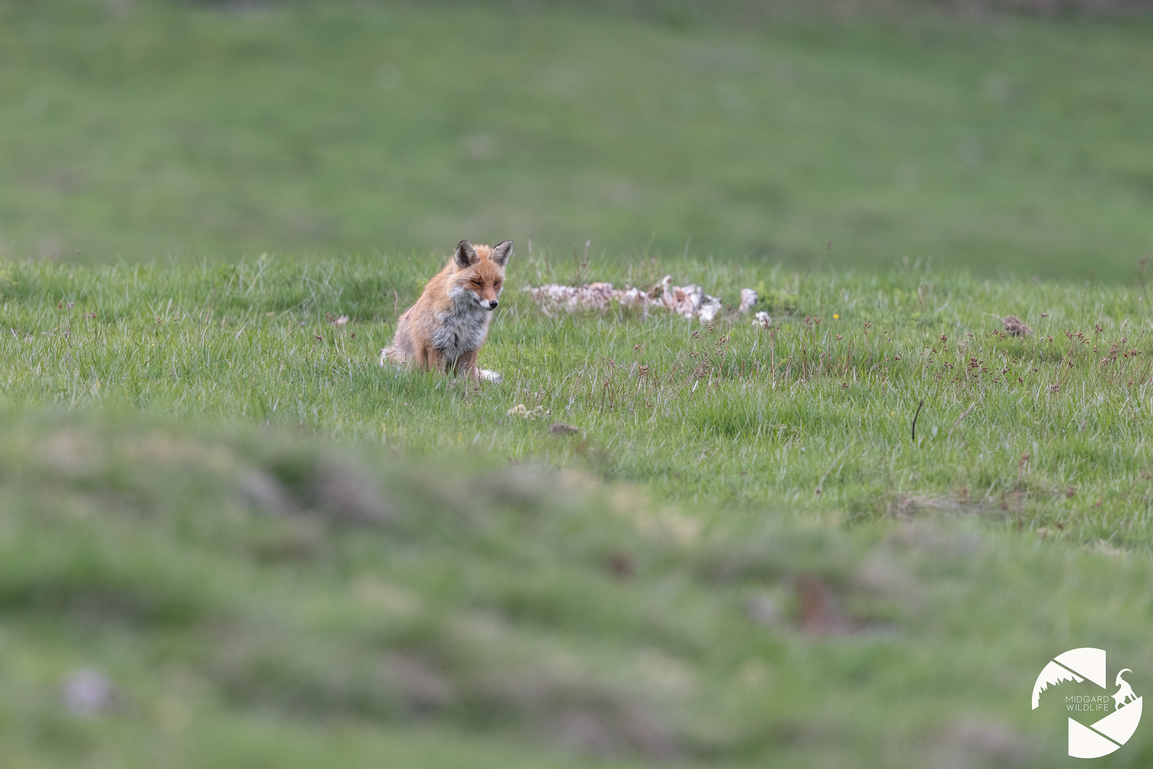 Renard
