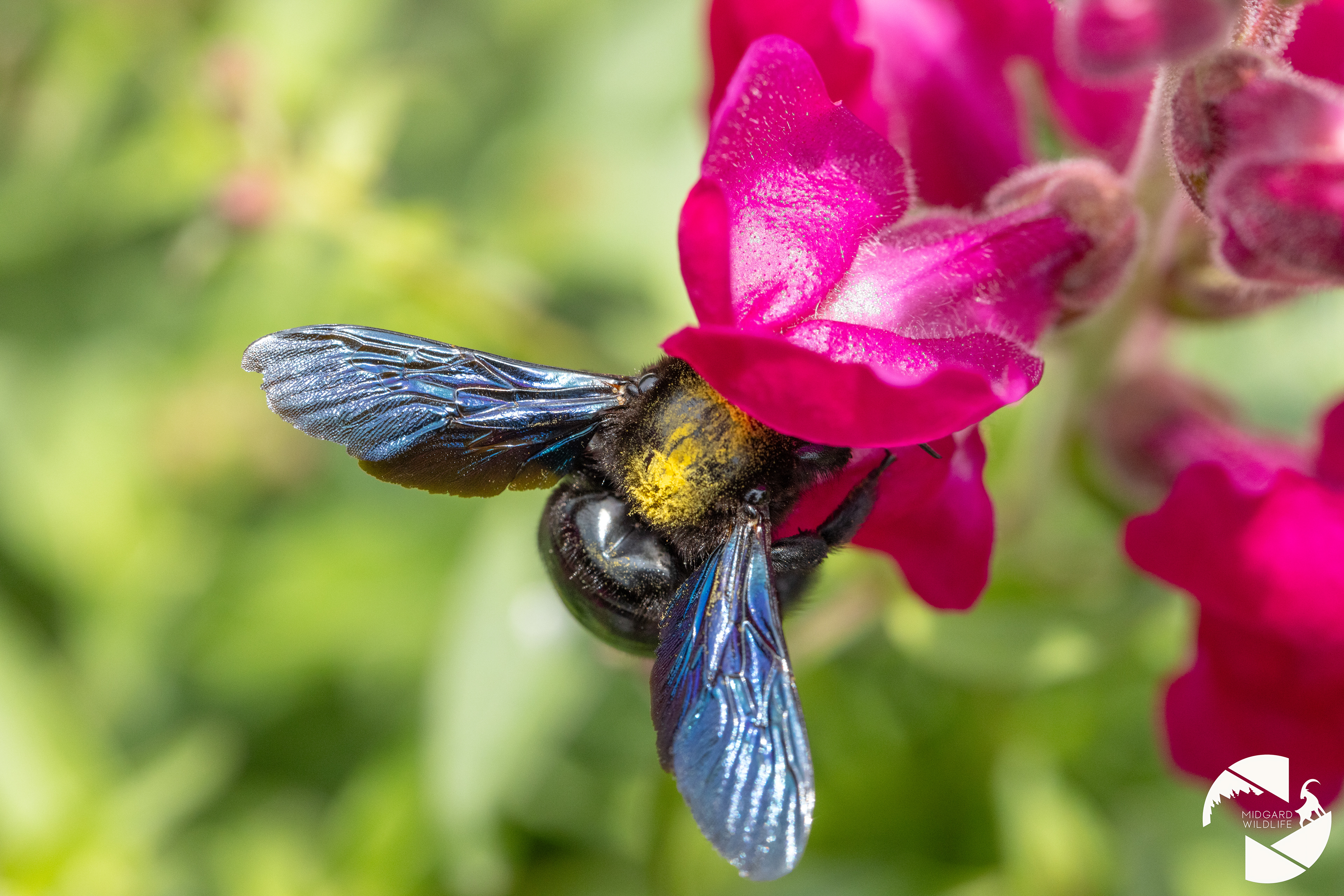 Abeille charpentière
