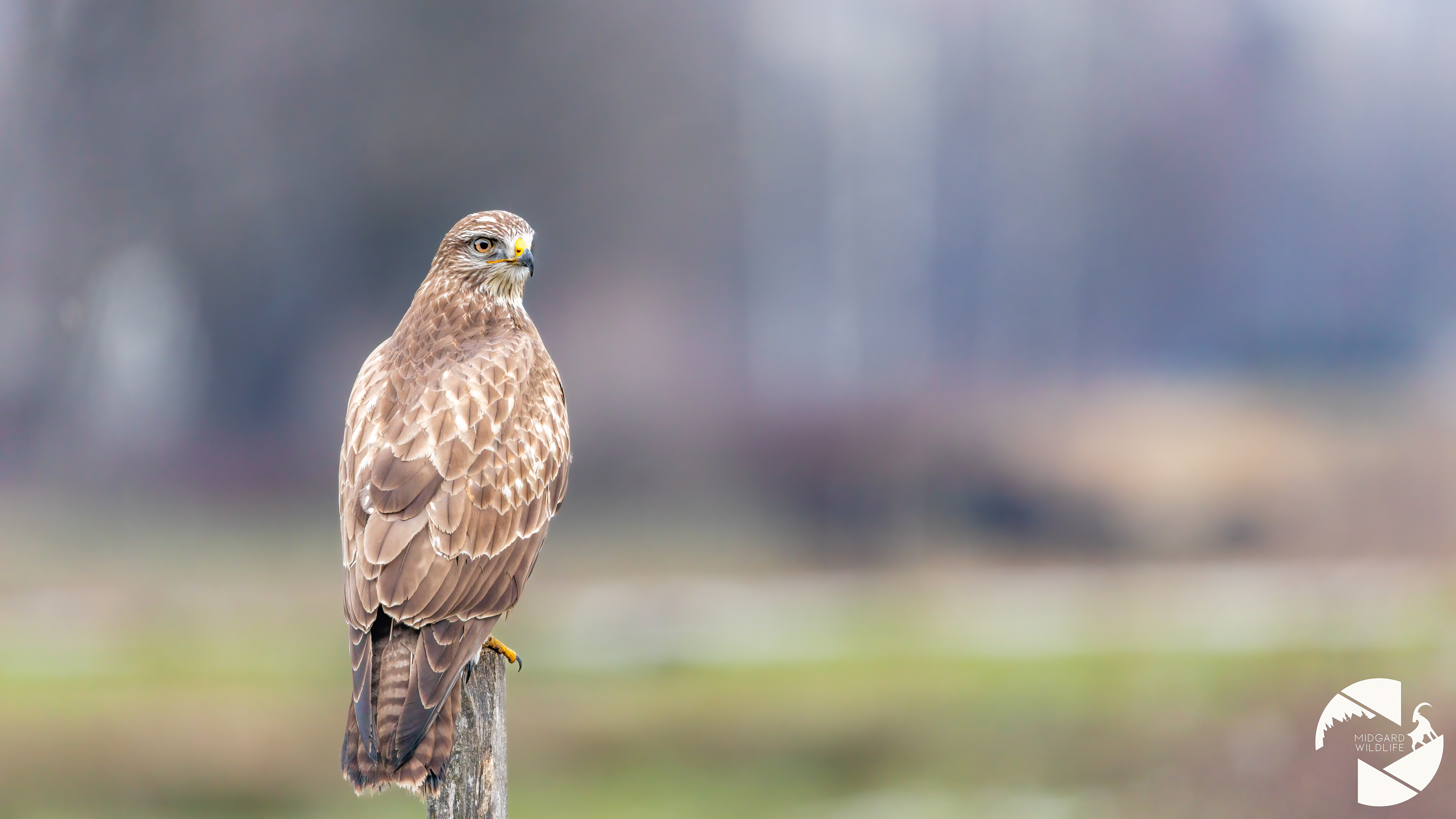 Buse variable