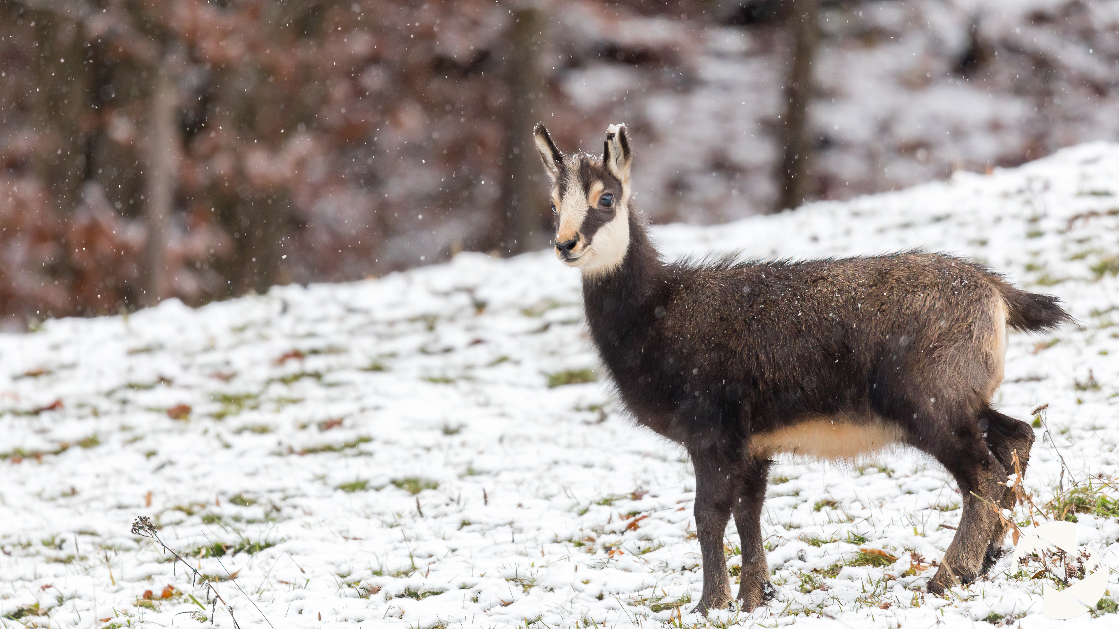 Chamois