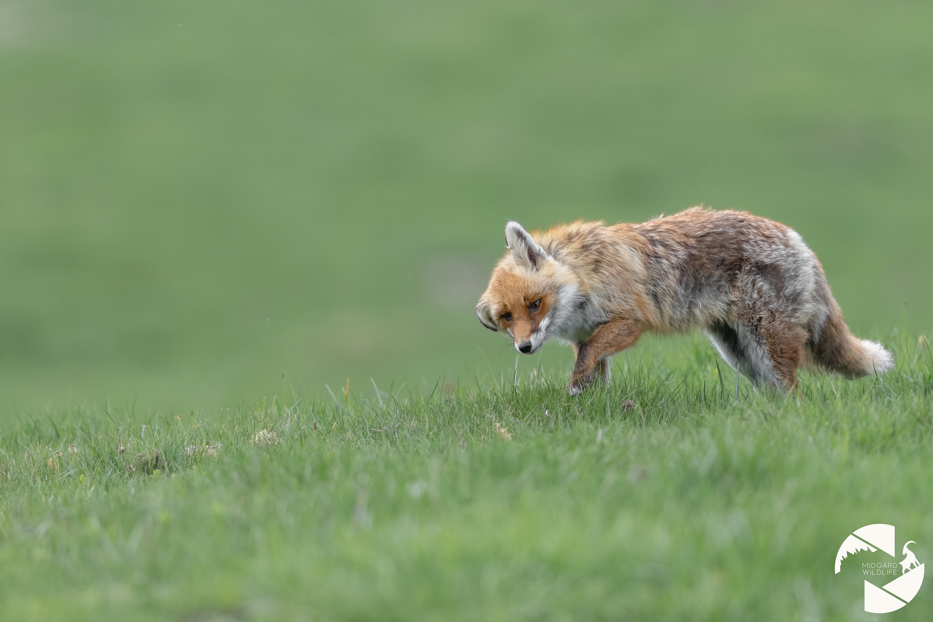 Renard