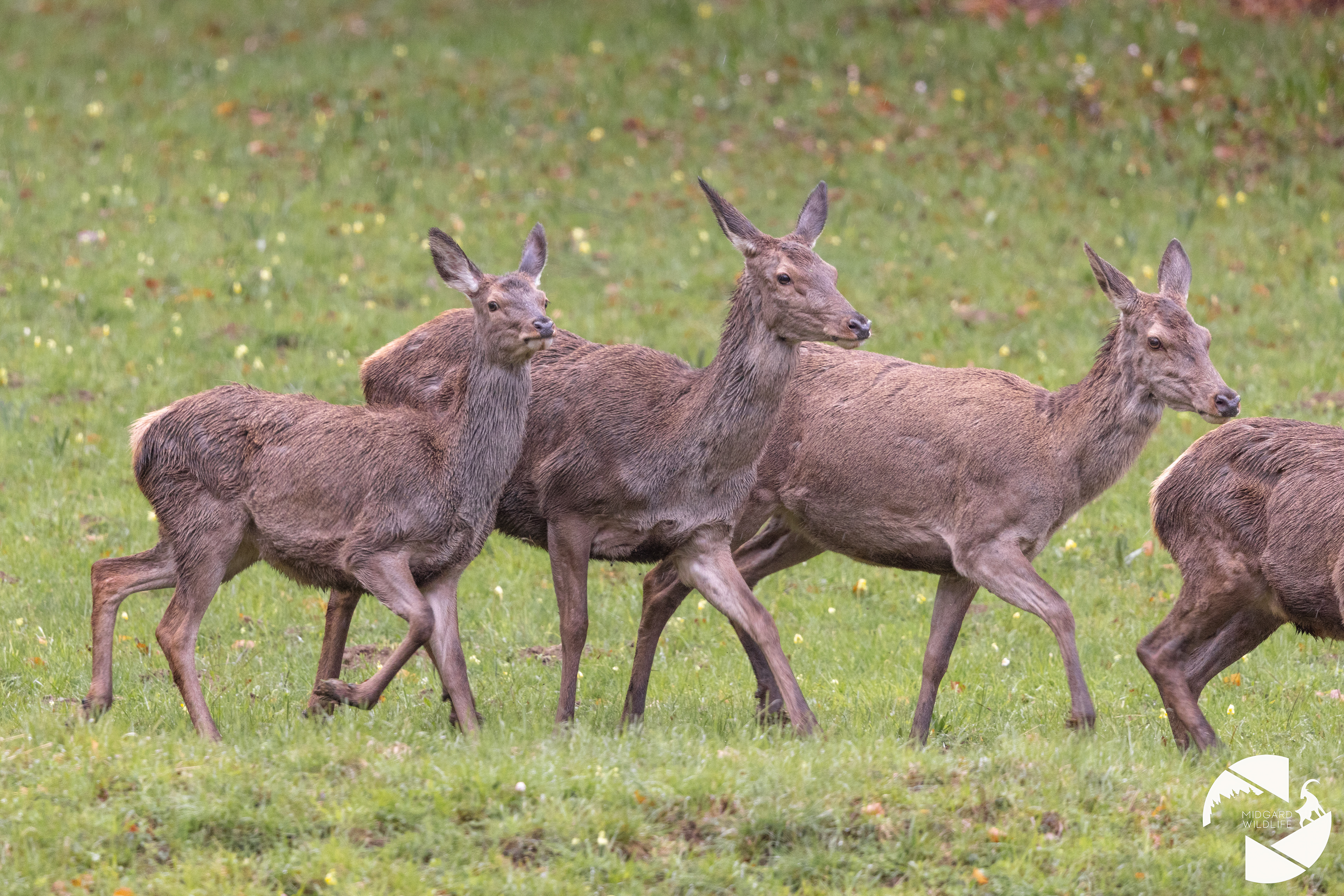 Cerfs élaphe