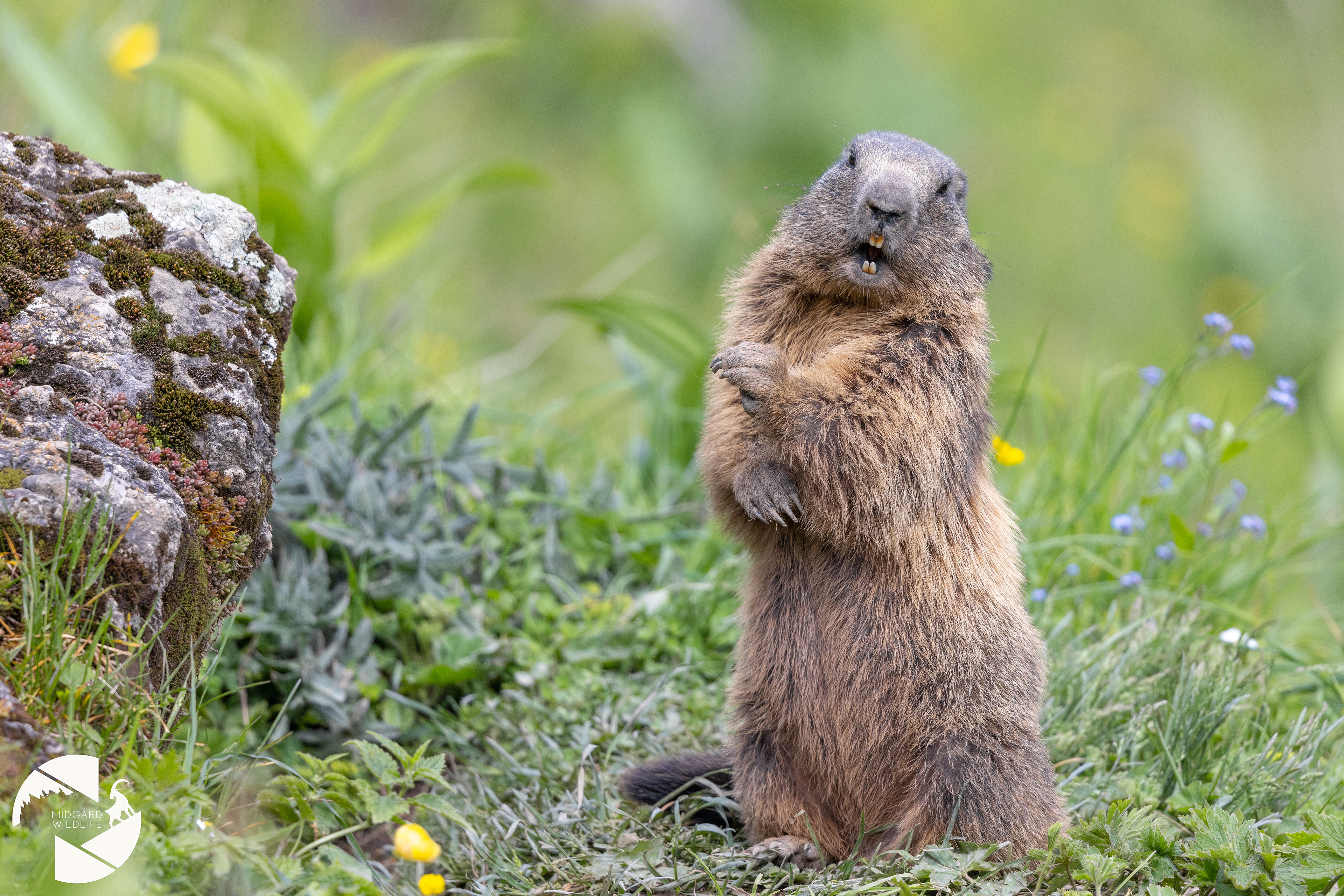 Marmotte
