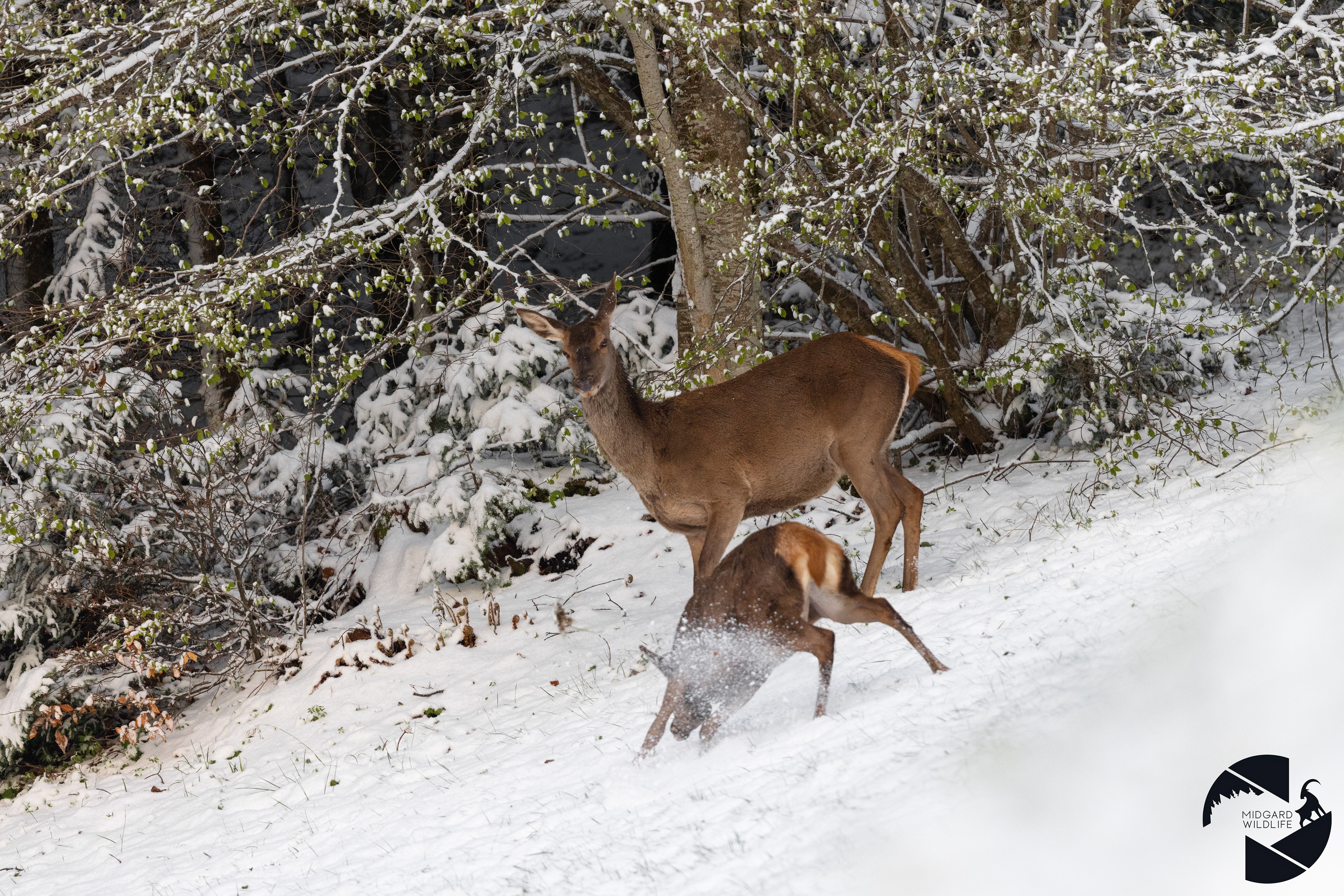 Biche & Faon