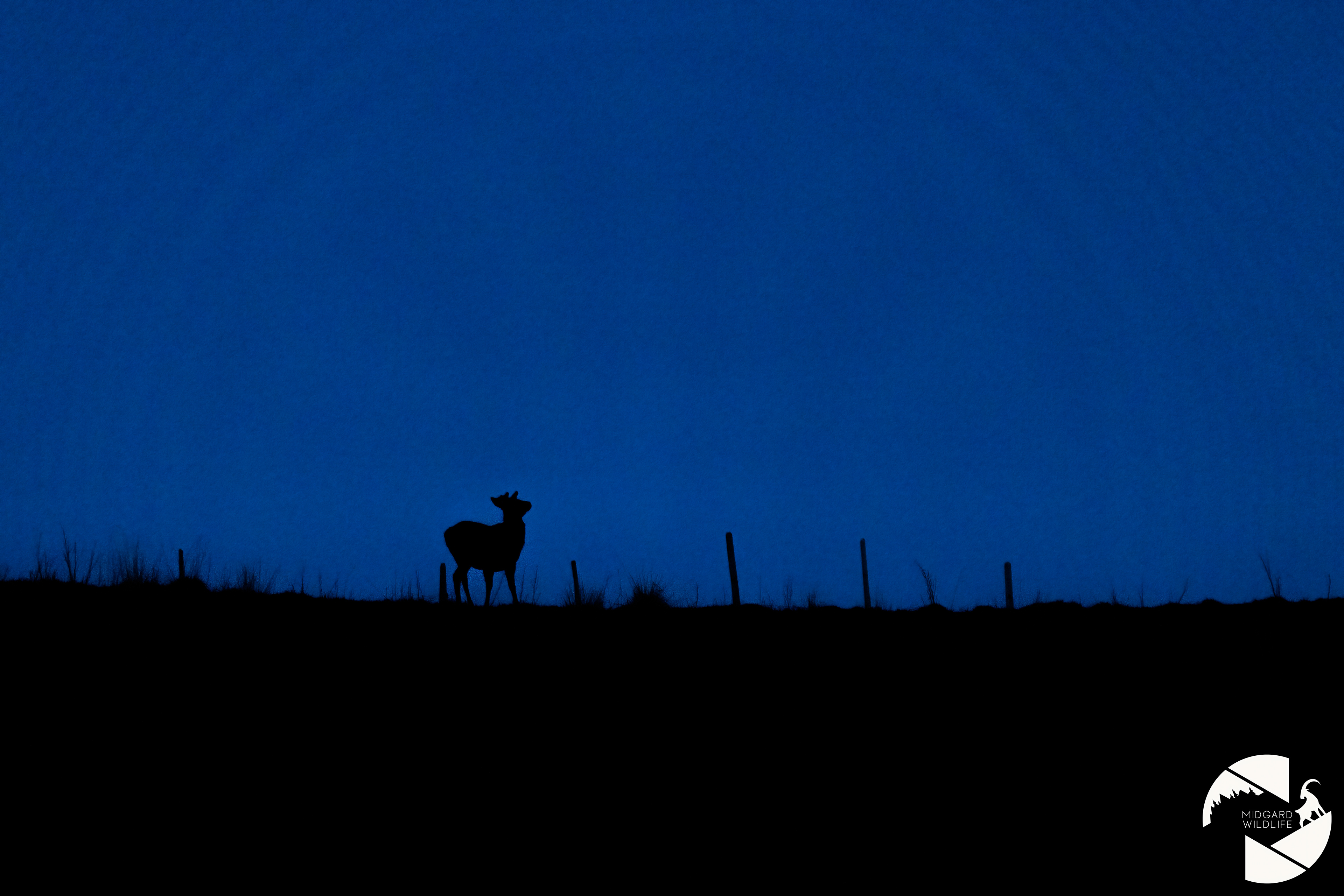 Cerf élaphe