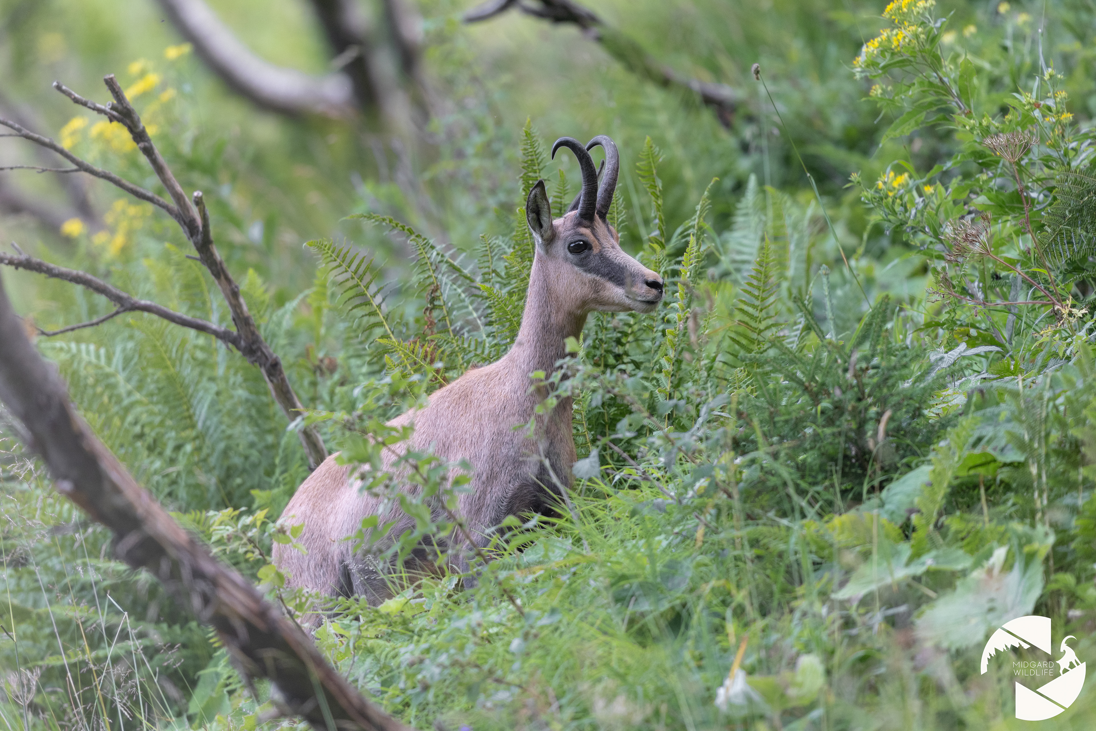 Chamois