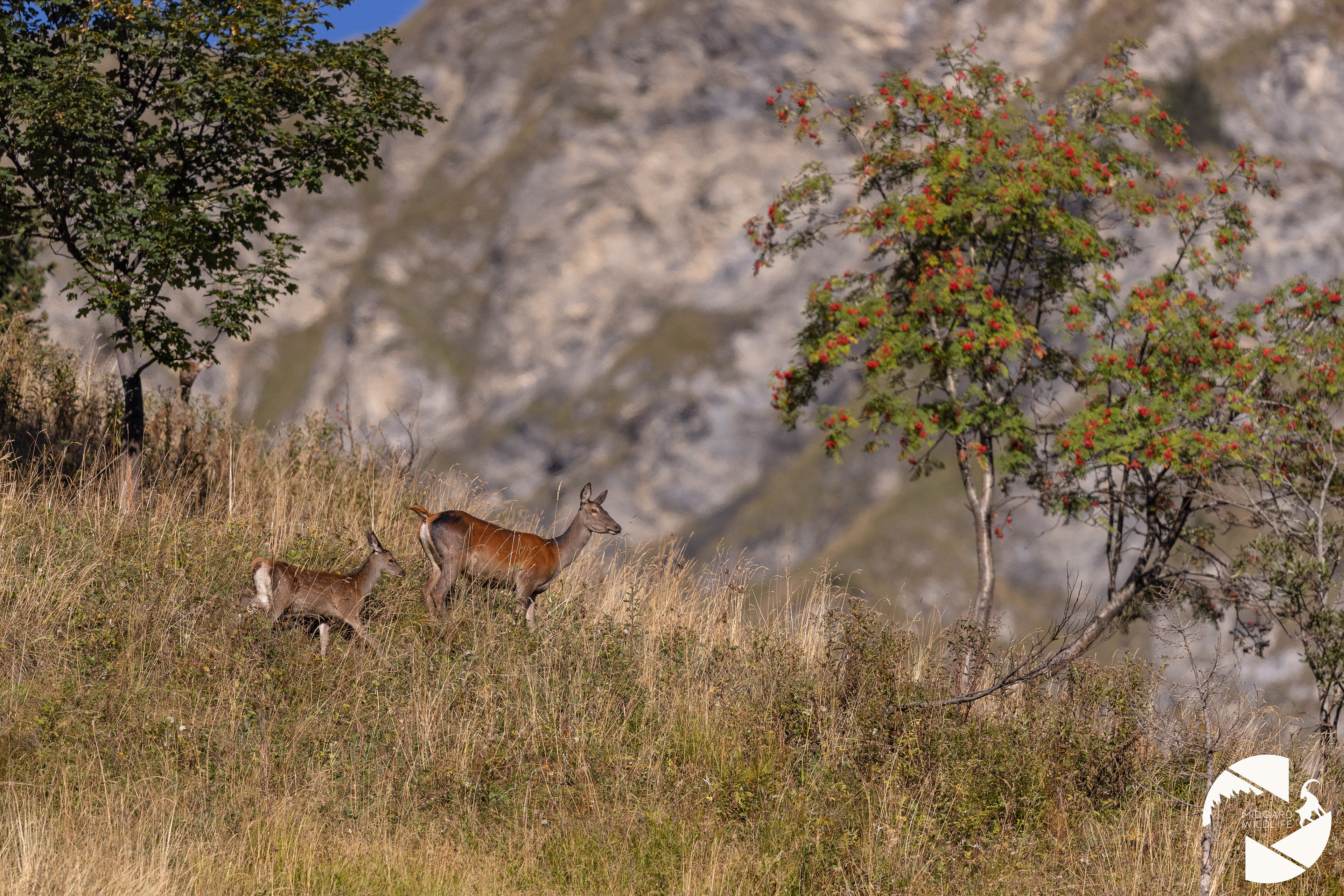 Cerfs élaphe