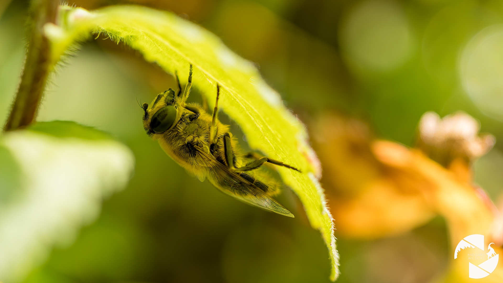 Abeille