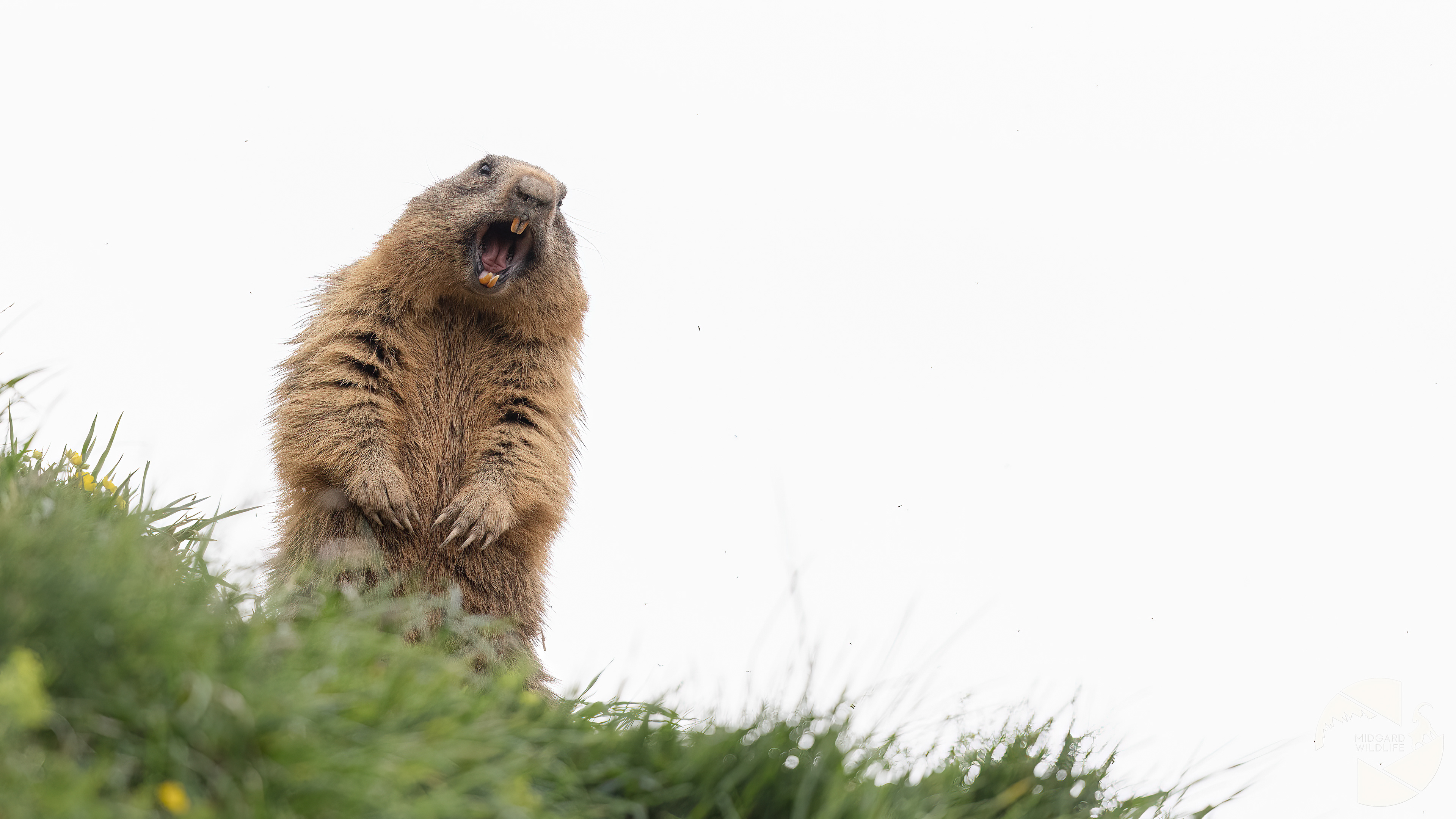 Marmotte