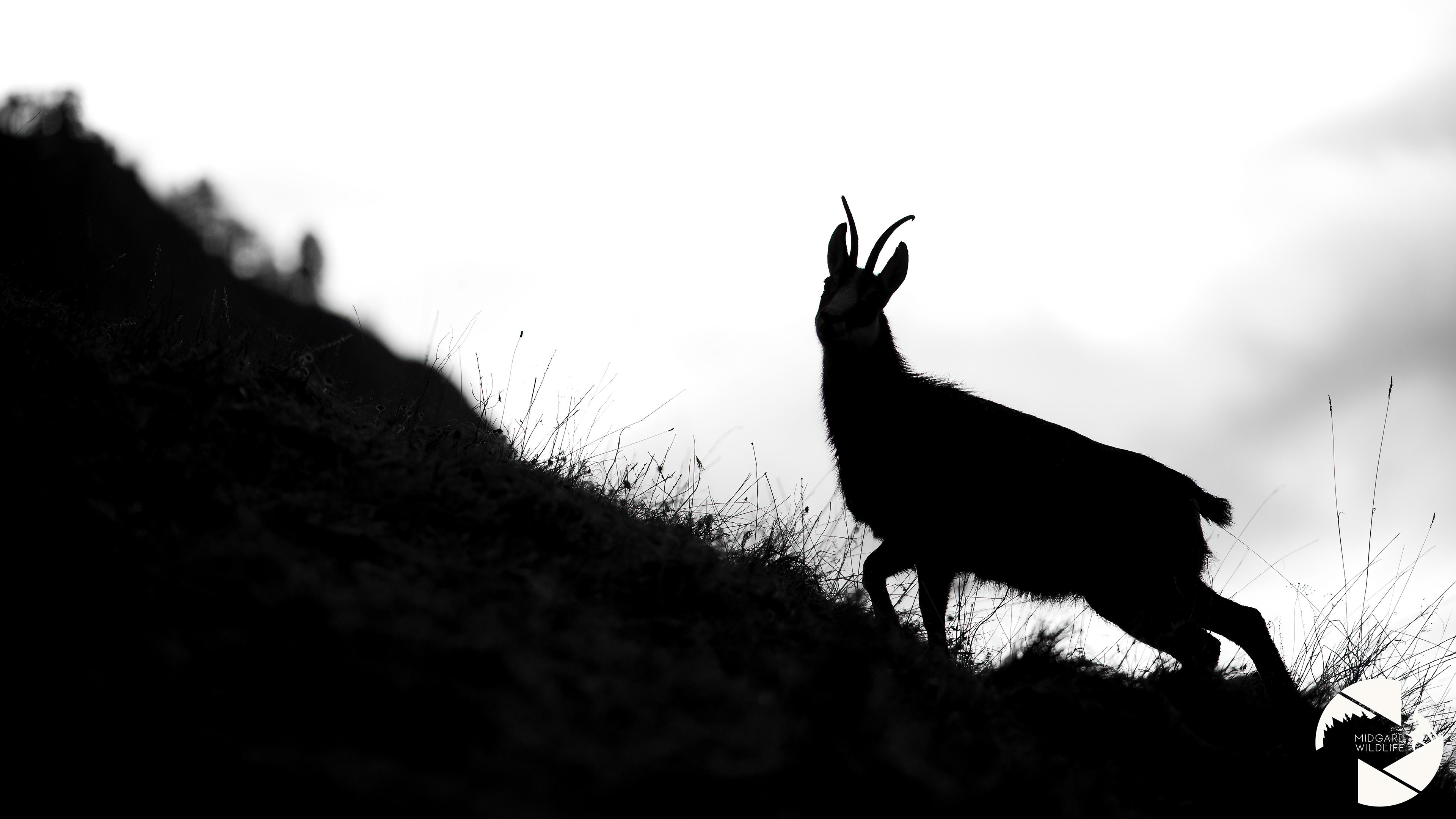 Chamois