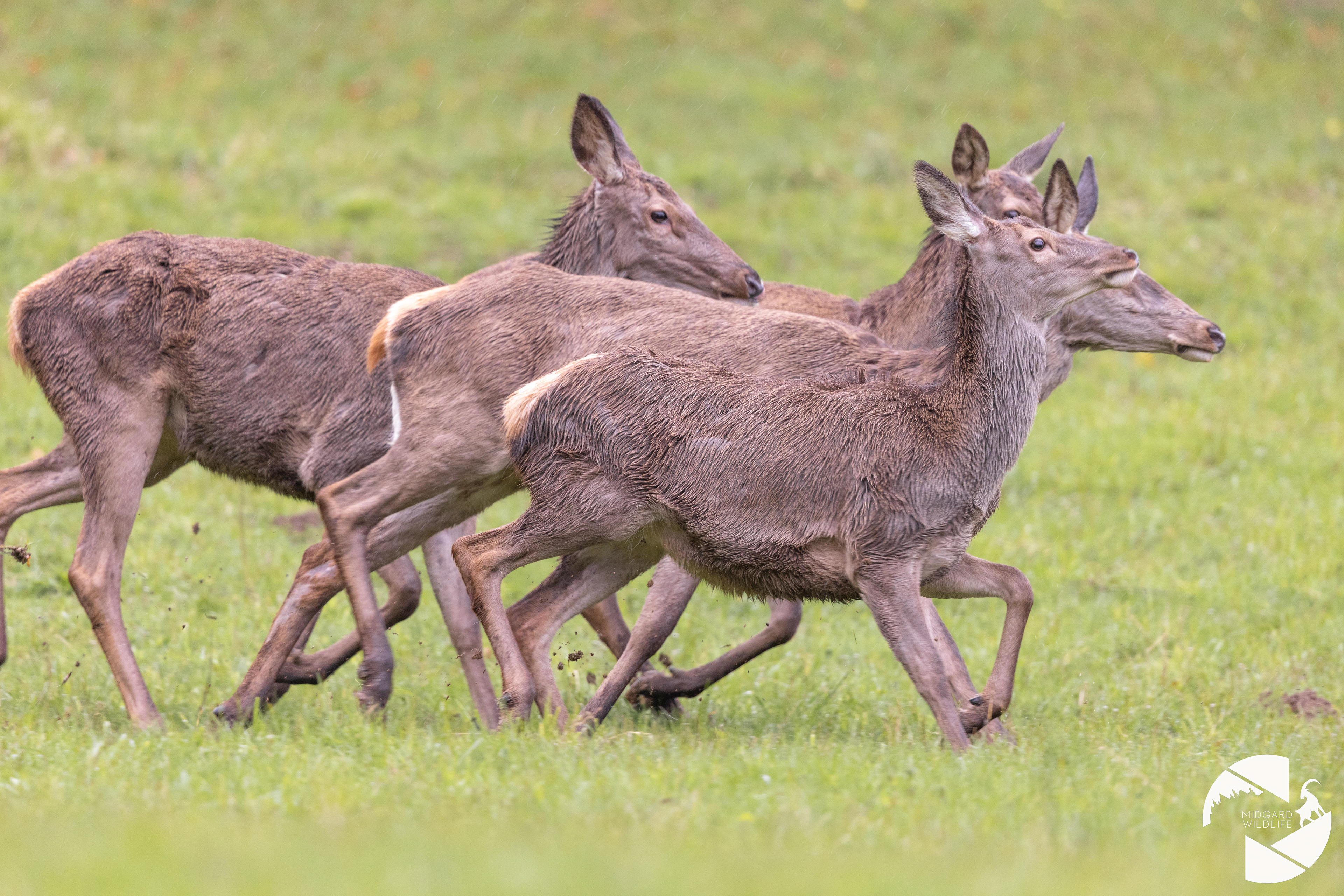 Cerfs élaphe