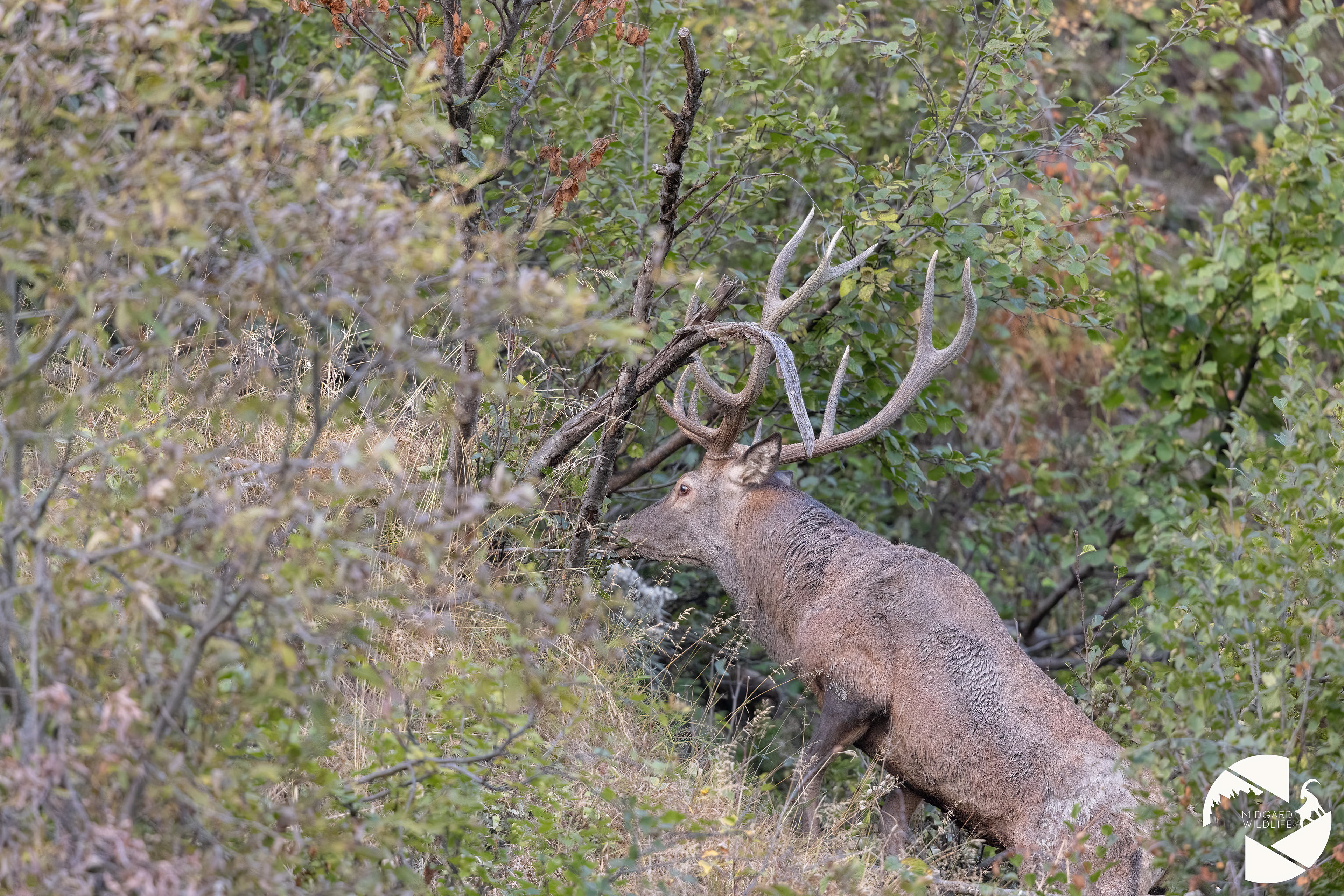 Cerf