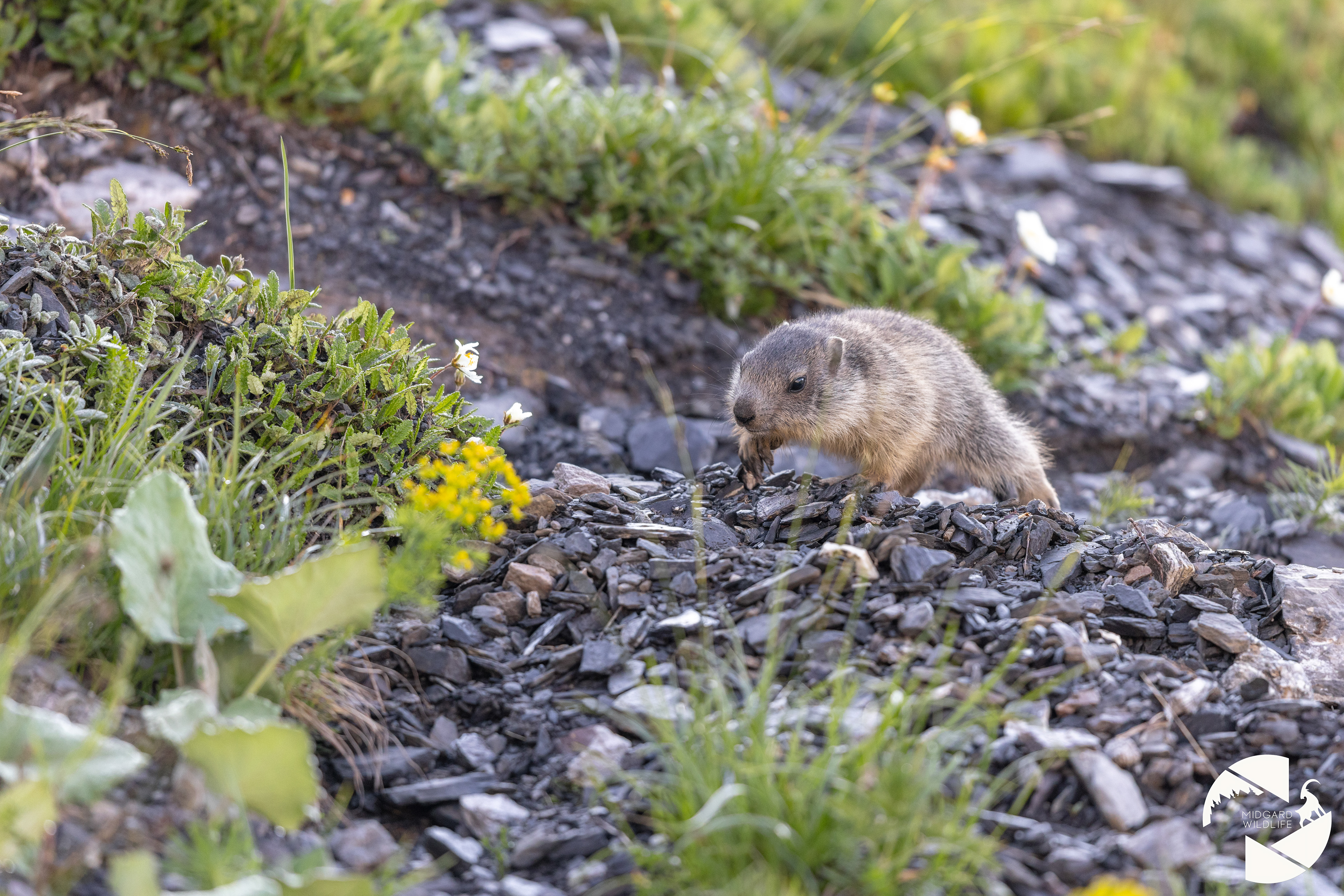 Marmotton