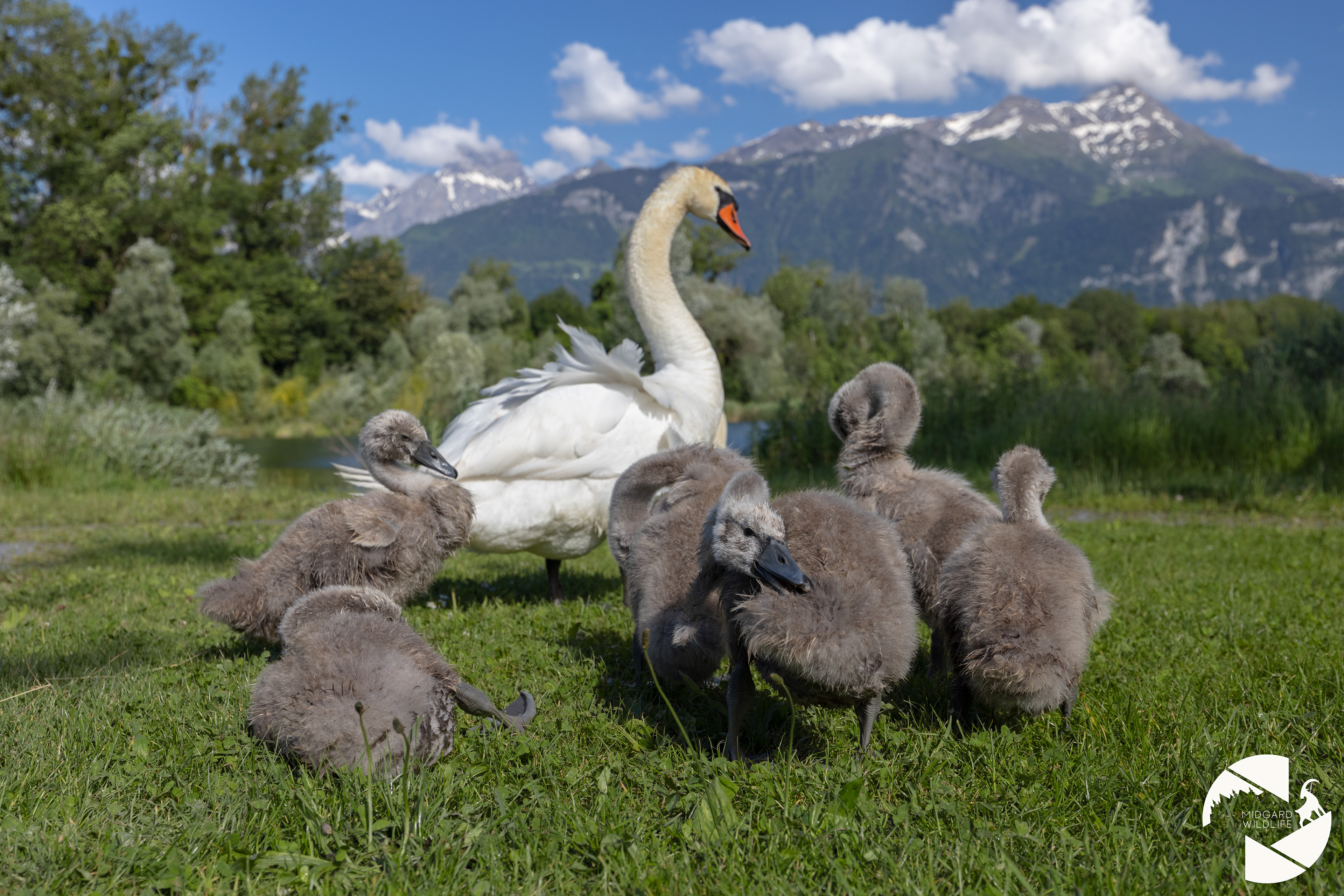 Cygnes