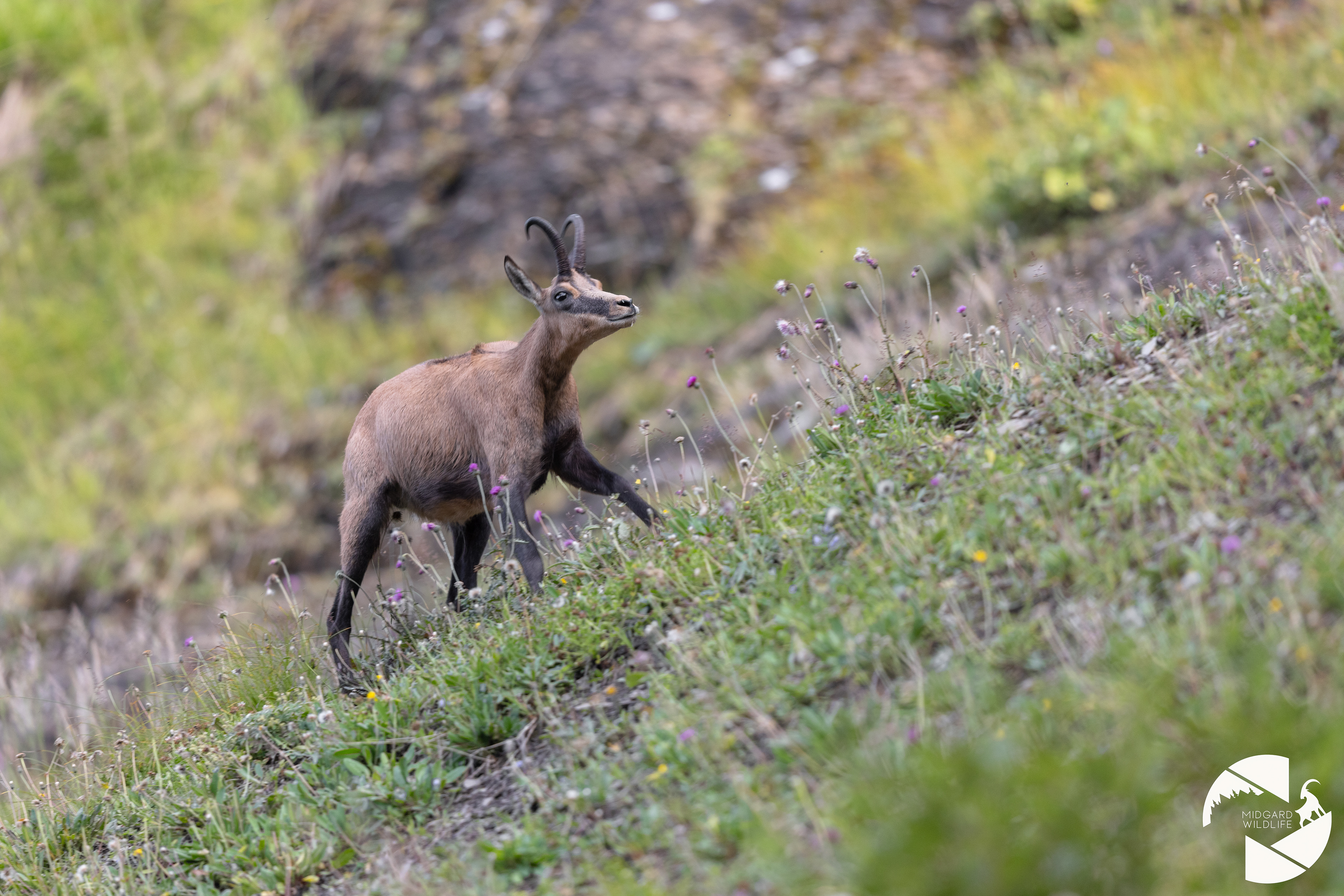 Chamois