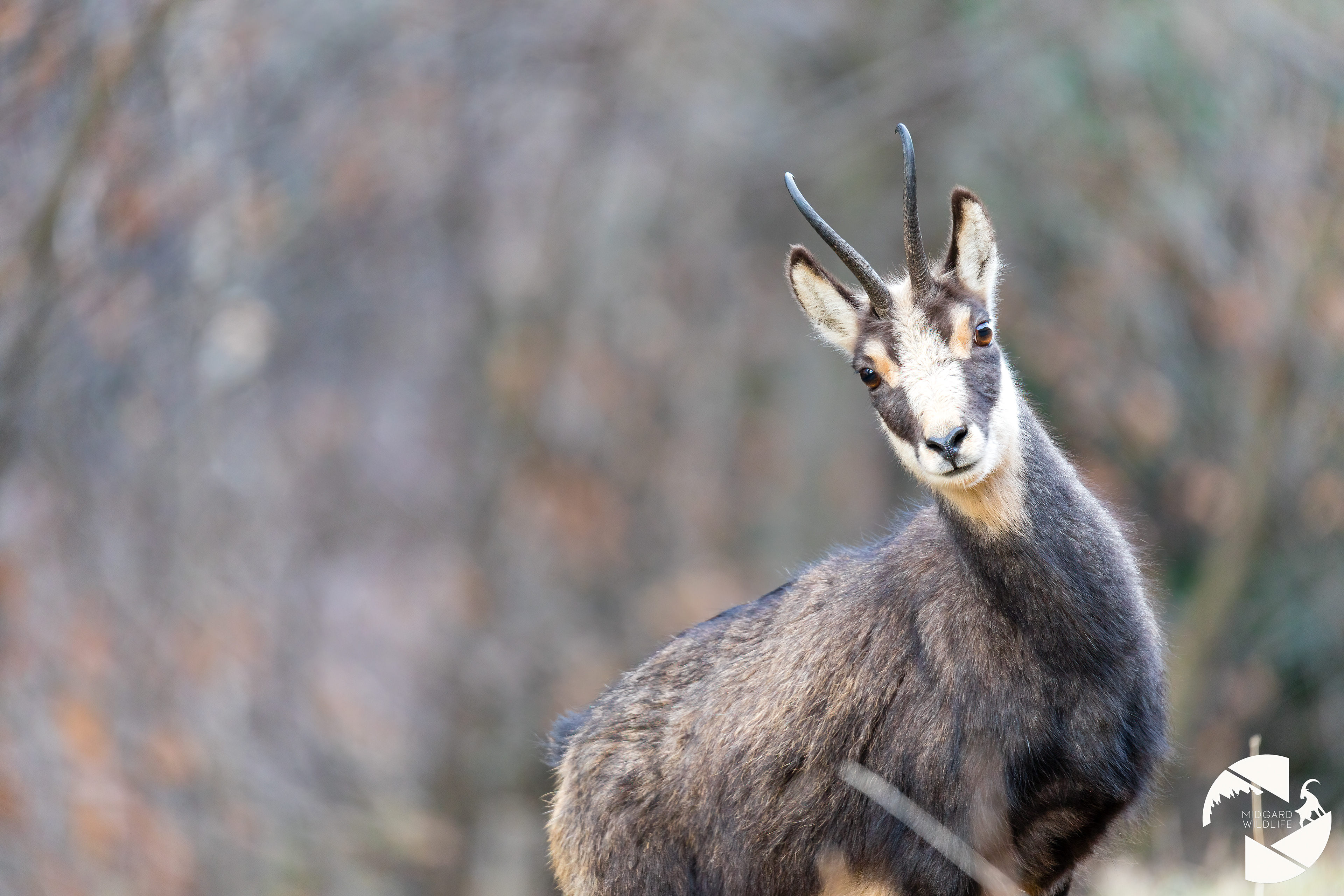Chamois