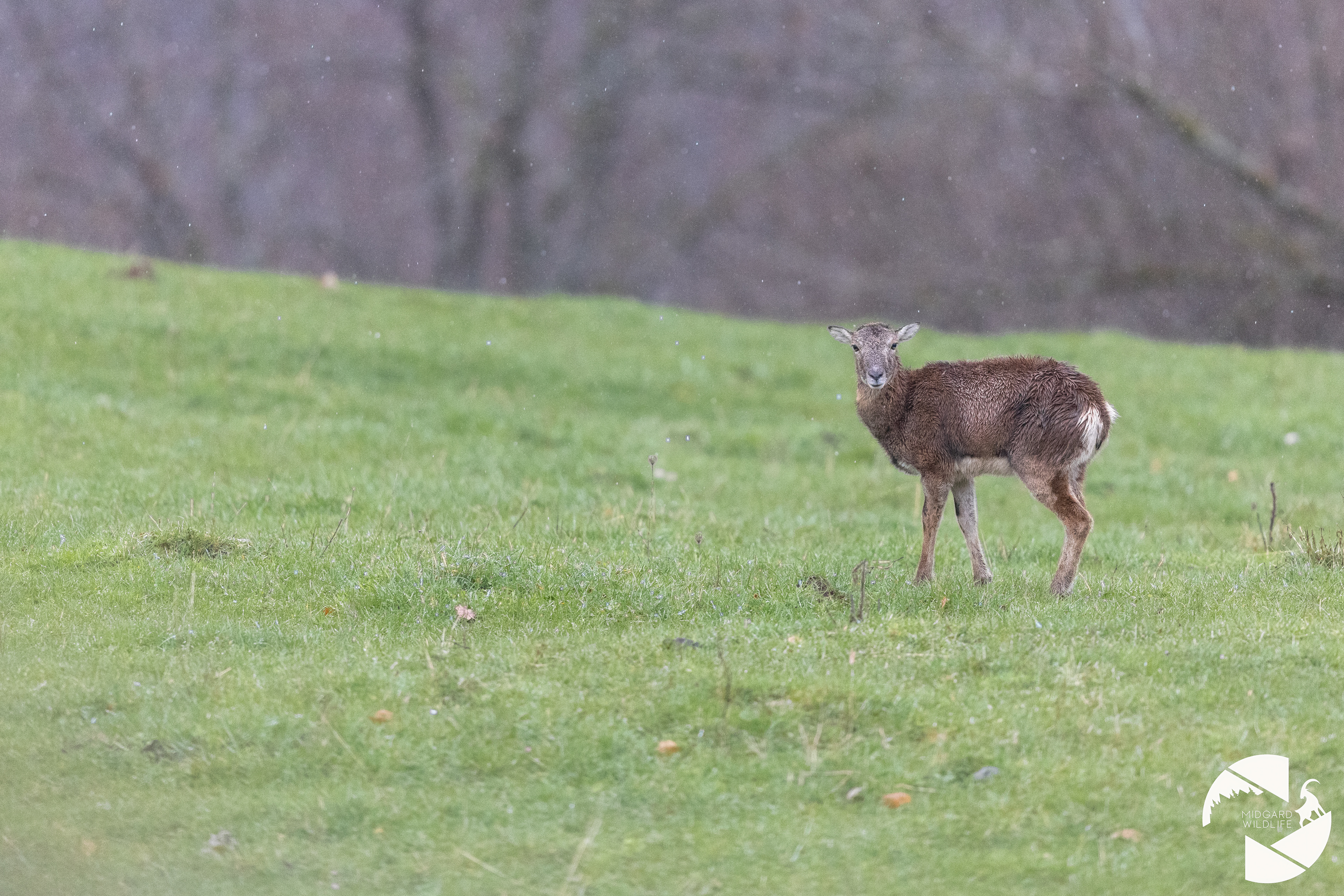Mouflon