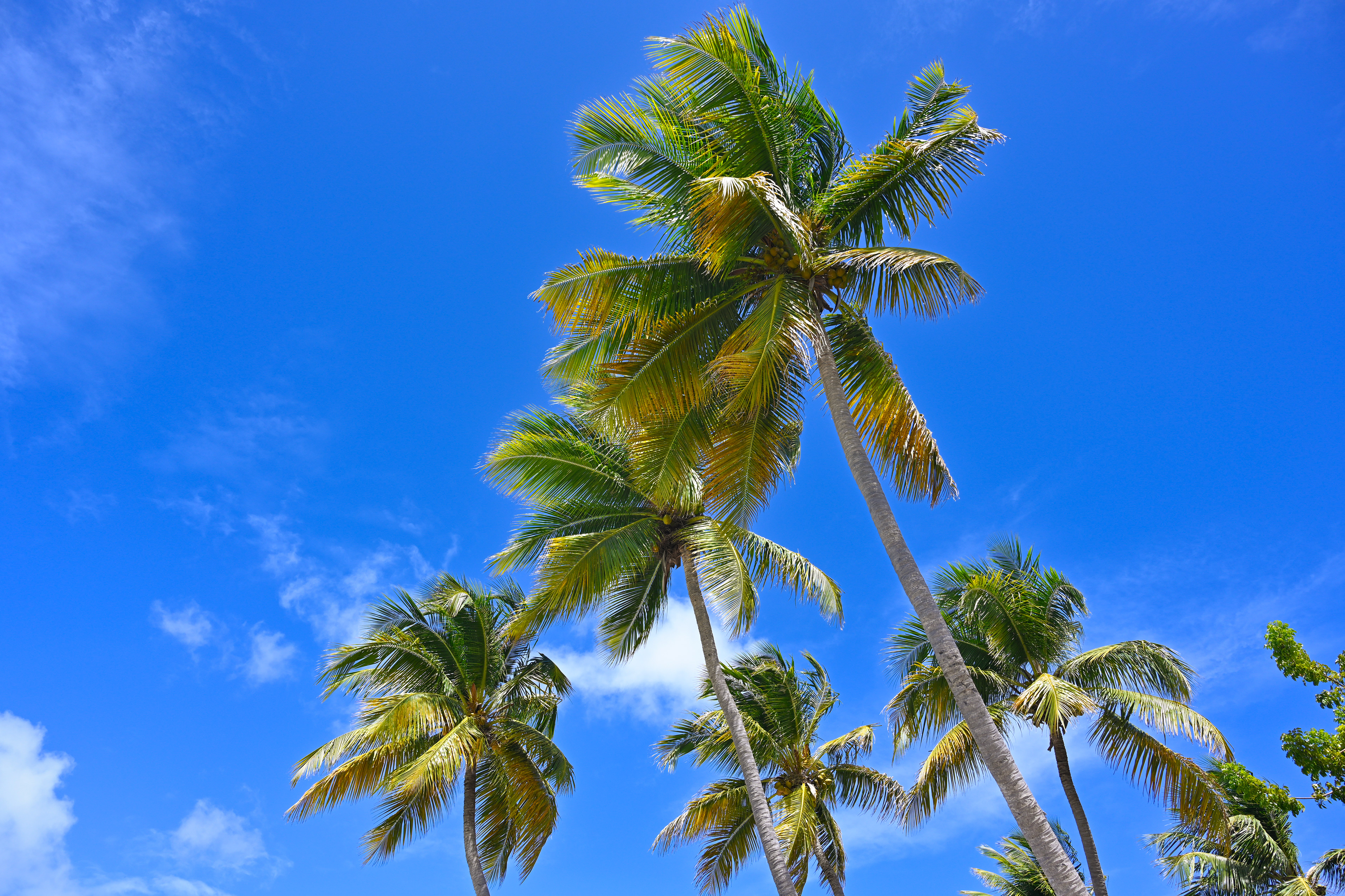 large coconut palm tree gently sways in the breeze, overlooking the Caribbean Ocean at Playa Santa Beach in Guánica. The picture-perfect beach offers stunning views, making it an ideal spot to relax and enjoy the tropical paradise.