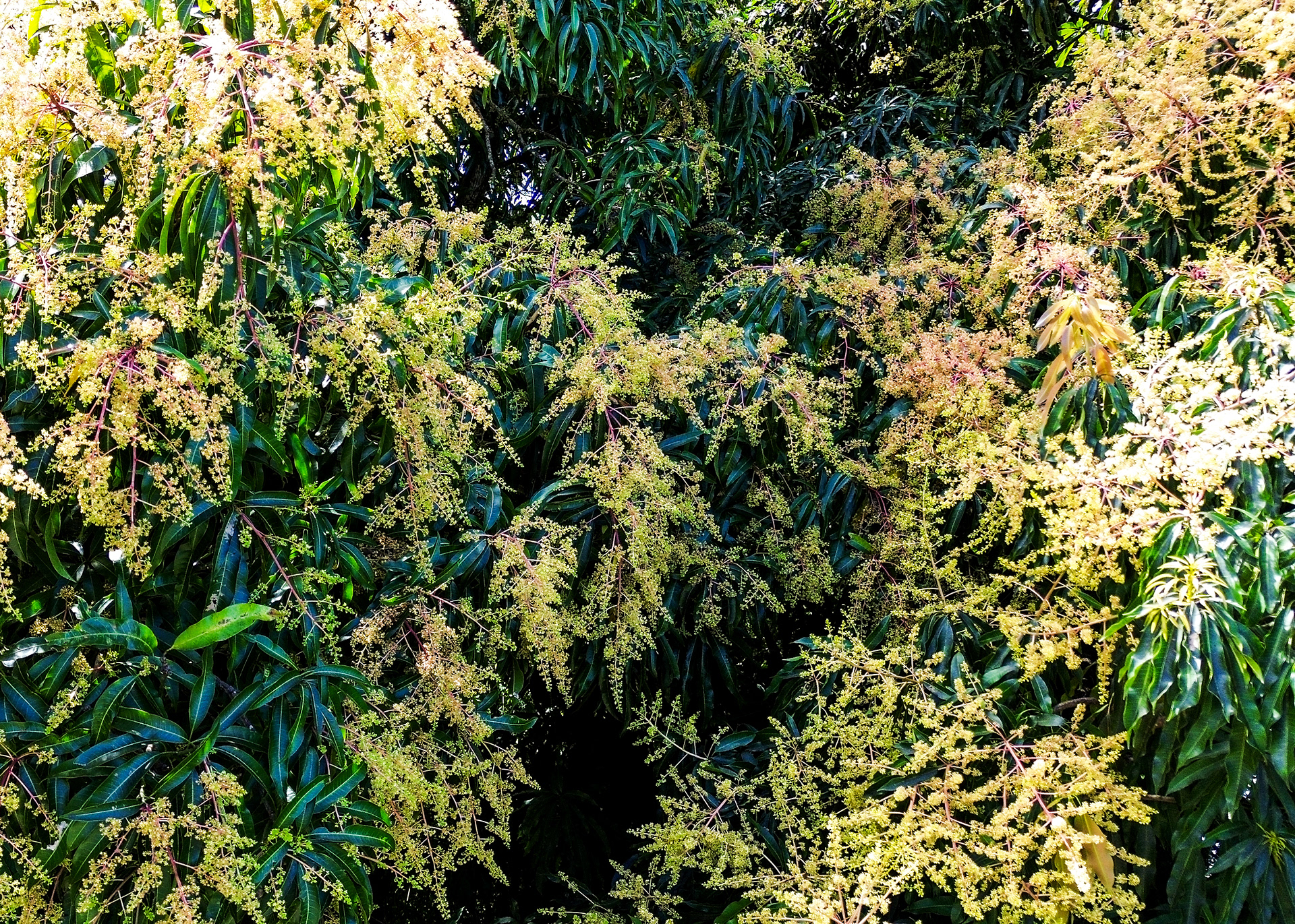 A close-up view of golden mango blossoms in full bloom, highlighting the natural beauty of Hacienda Eterna Primavera.