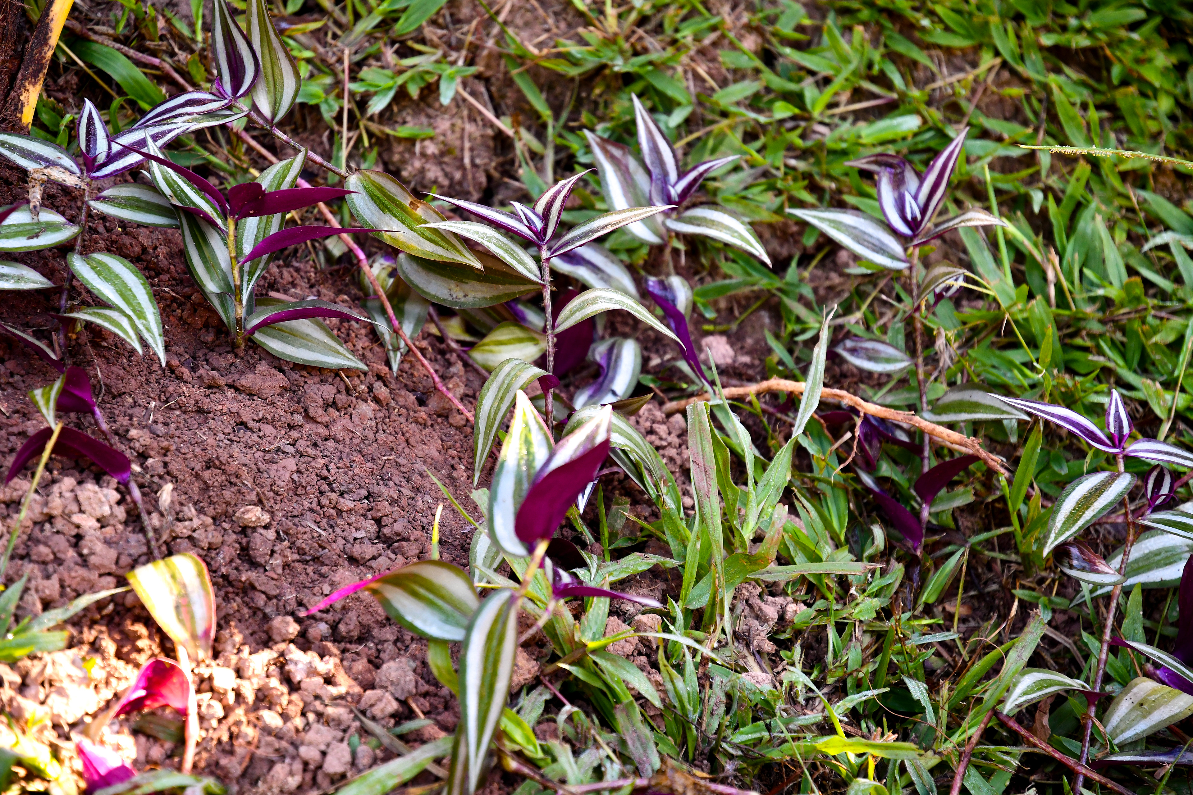 Close-up of a newly planted Silver Inch Plant in the tropical garden of Hacienda Eterna Primavera, part of our sustainable gardening project to create a lush, relaxing environment for guests.