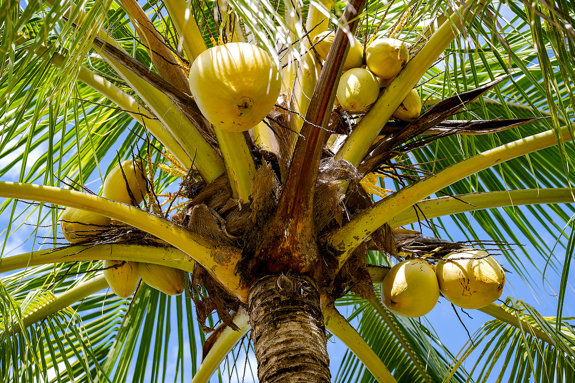 Close-up of a tropical coconut tree with fresh coconuts hanging beneath sunlit palm fronds, set against a bright blue sky at Hacienda Eterna Primavera, Puerto Rico