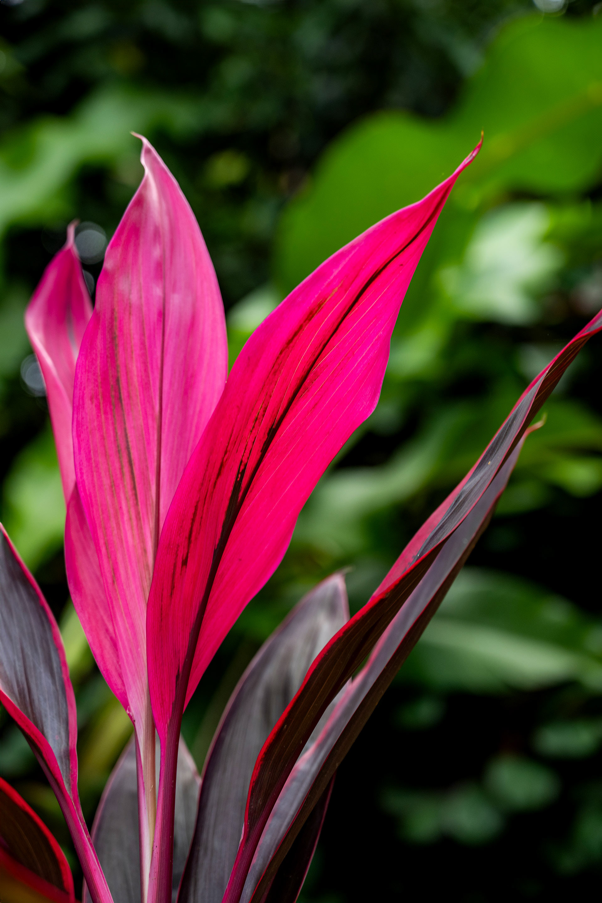 Vibrant pink ti plant leaves growing in the lush garden of Hacienda Eterna Primavera in Puerto Rico. This tropical plant adds a bold splash of color and is one of many ornamental highlights found throughout the hacienda grounds.