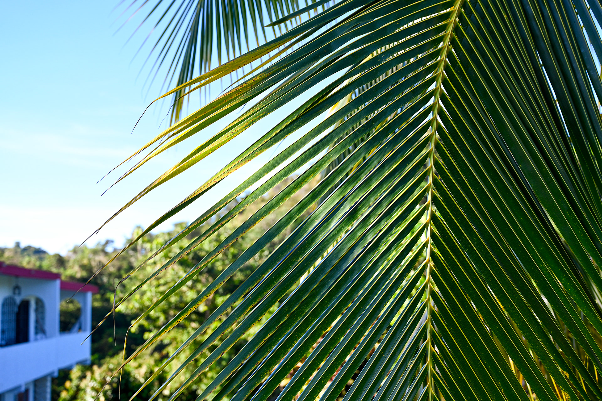 A lush green coconut palm leaf with Hacienda Eterna Primavera in the background, showcasing the tropical charm and peaceful surroundings of this Puerto Rican retreat.