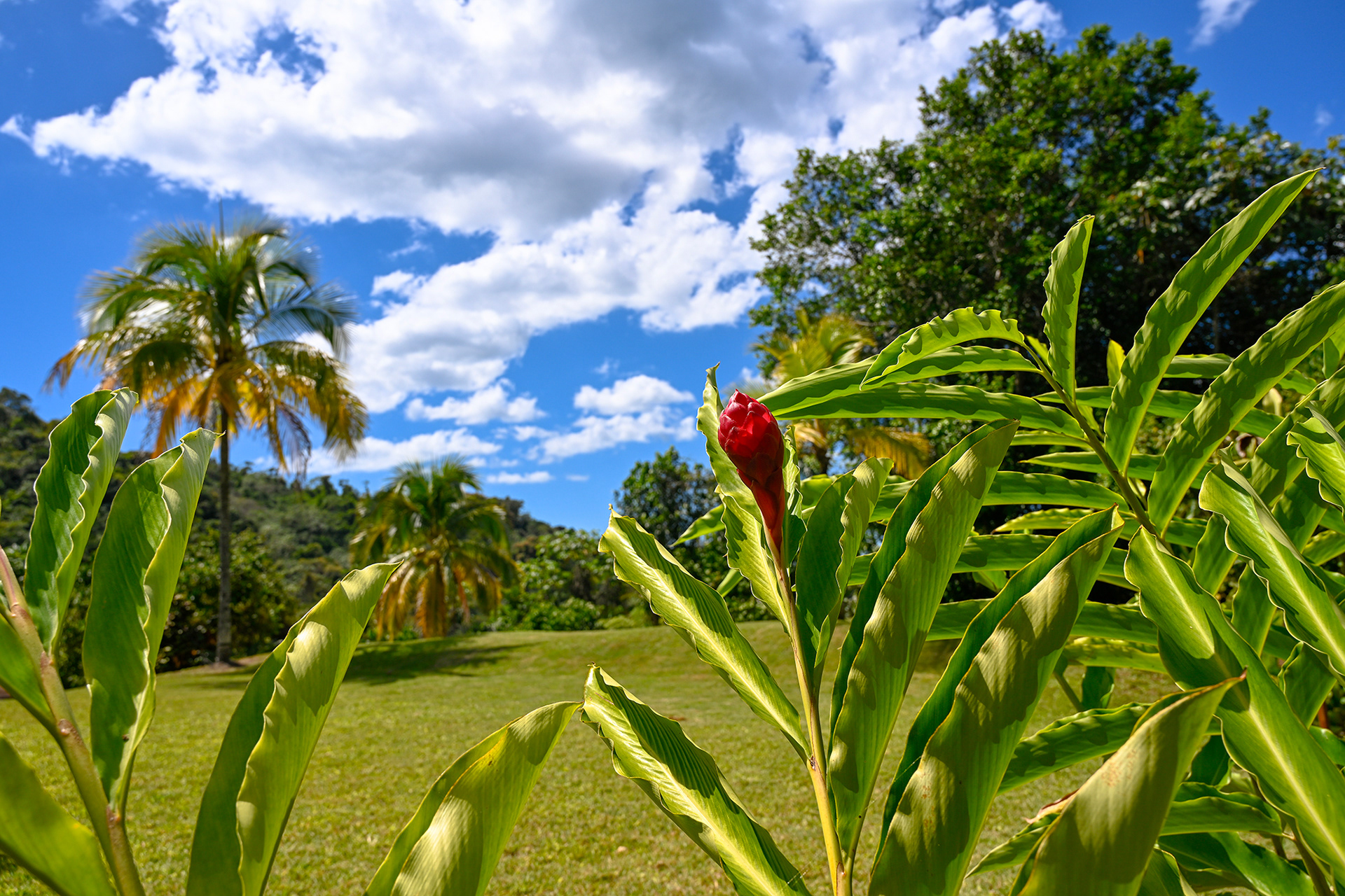 Your arrival begins here — a lush front yard with palm trees, sunshine, and tropical greenery that sets the tone for your stay.