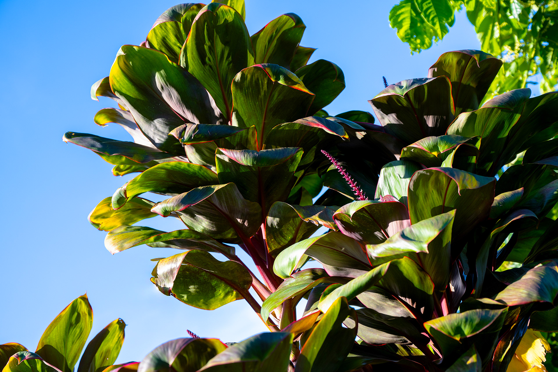A beautiful Tropical Ti Plant with rich red and green leaves standing tall against a bright blue sky at Hacienda Eterna Primavera, highlighting the lush tropical landscape of Puerto Rico