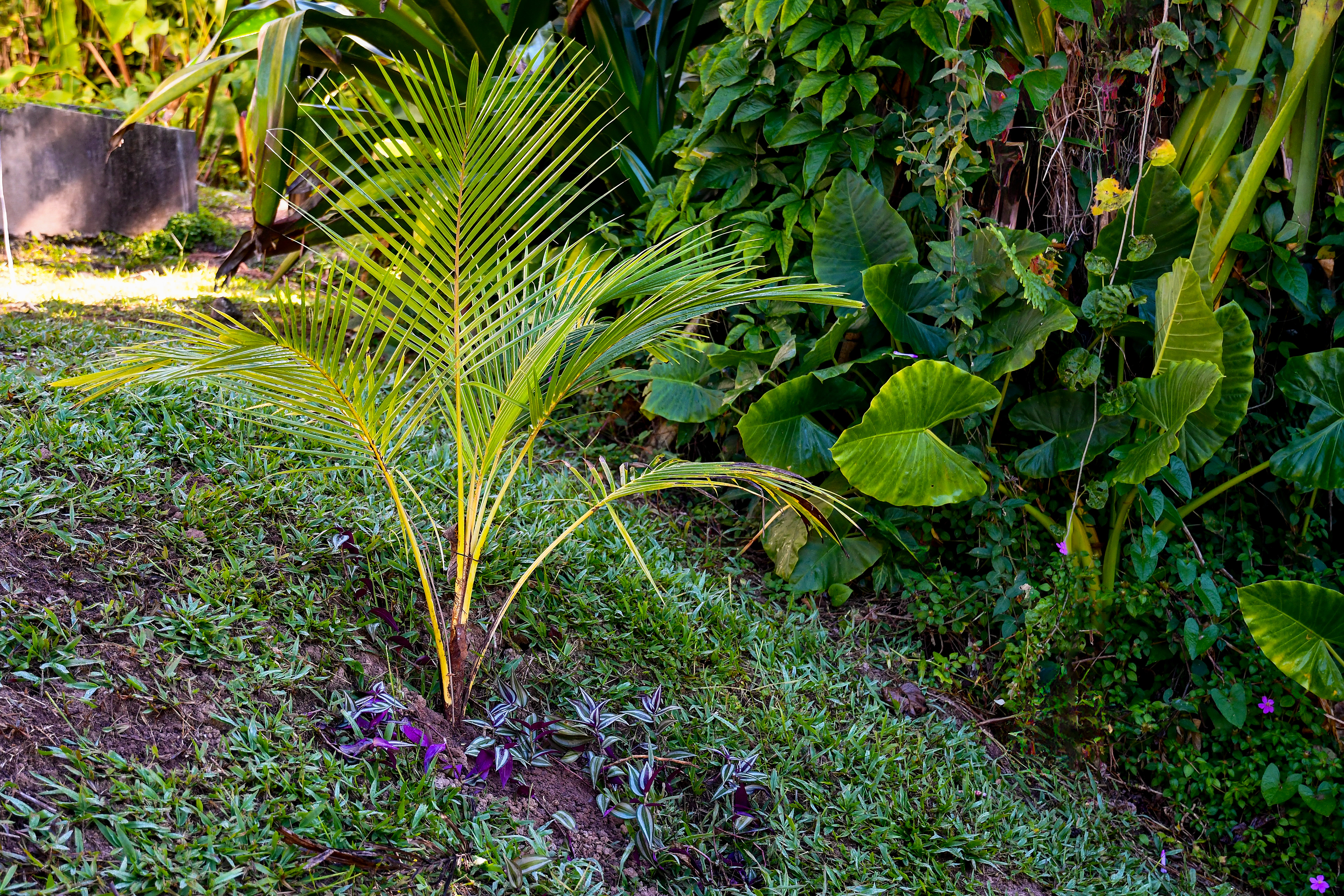 Palm Tree Surrounded by Silver Inch Plants in Tropical Garden