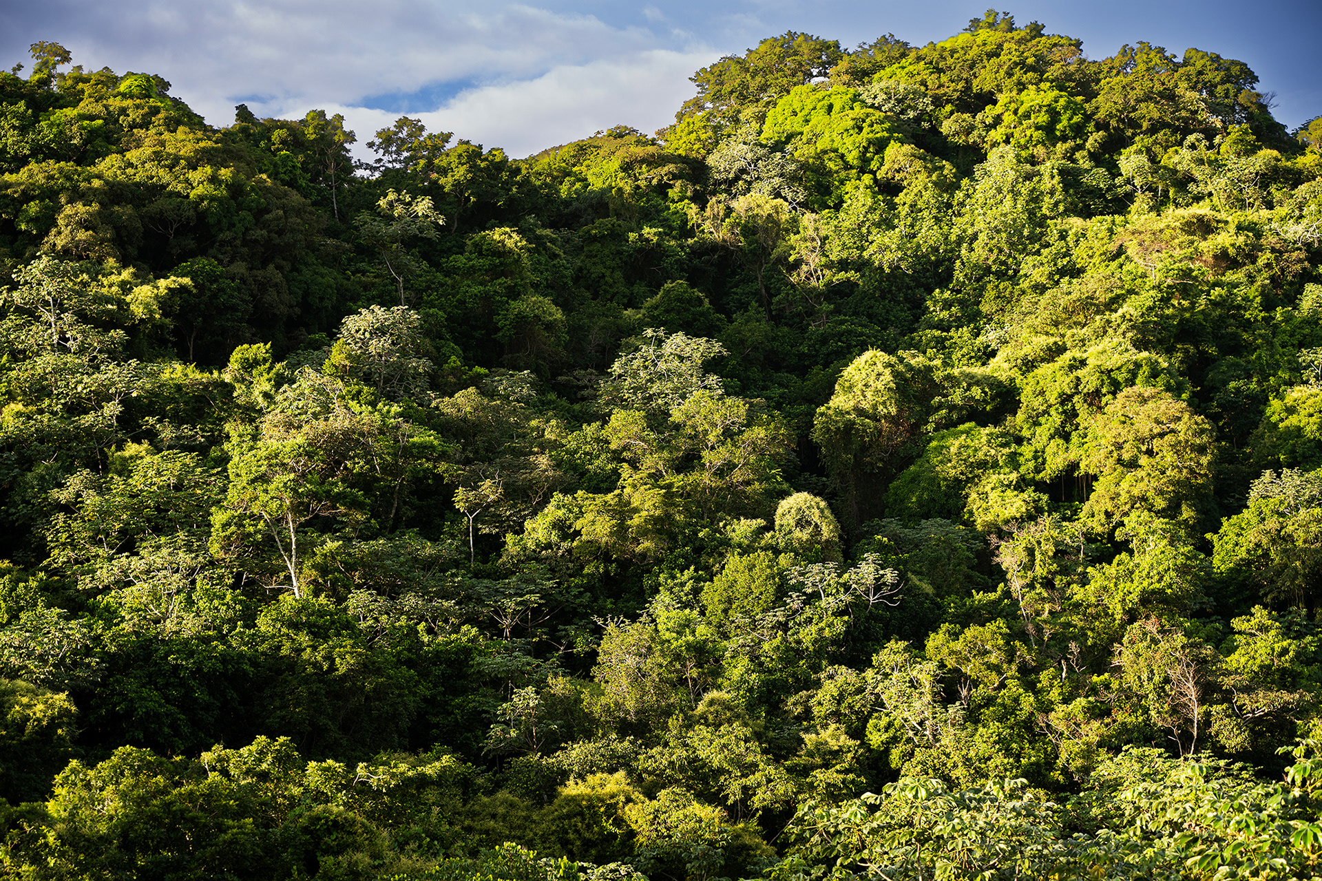 Stunning view of tropical trees on a hill with lush greenery and serene landscape surrounding Hacienda Eterna Primavera, Puerto Rico, ideal for a peaceful retreat.