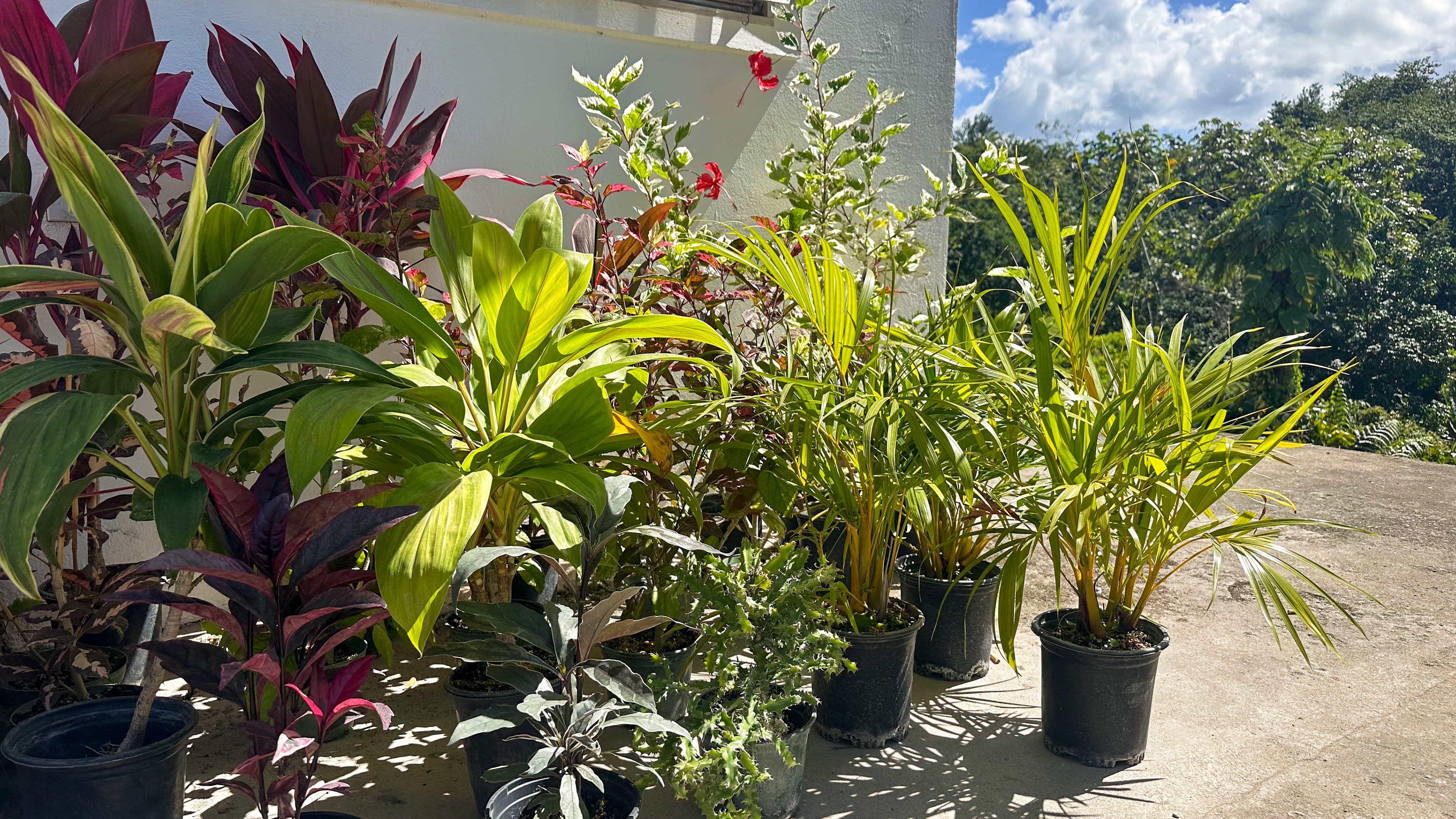 A variety of tropical plants purchased for Hacienda Eterna Primavera, sourced from a local nursery to enhance the lush retreat garden.
