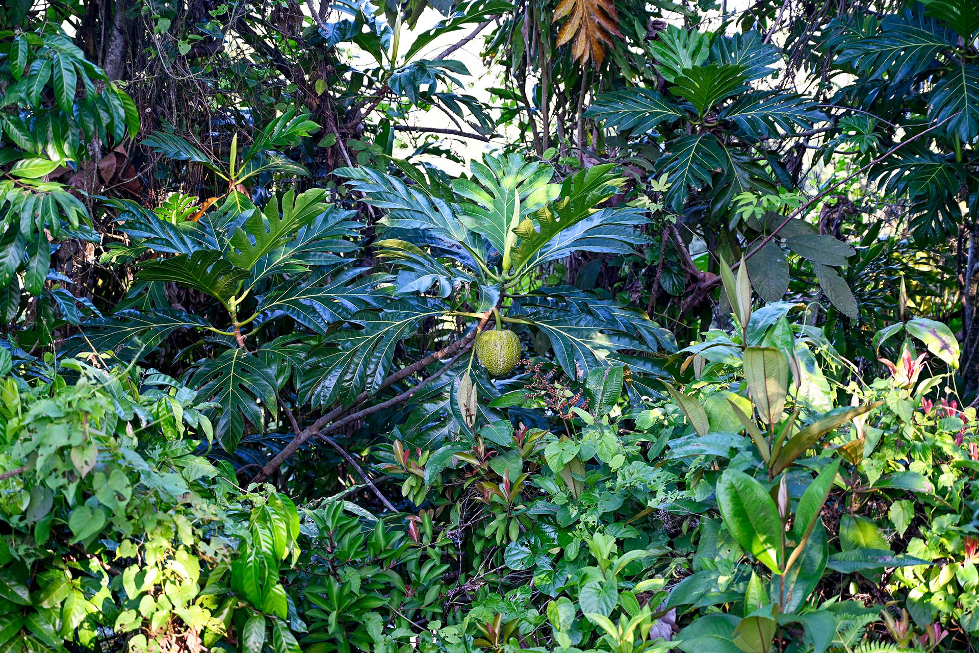 A breadfruit tree growing in the hacienda’s lush front yard—an iconic tropical fruit and part of the natural beauty surrounding your stay at Hacienda Eterna Primavera.