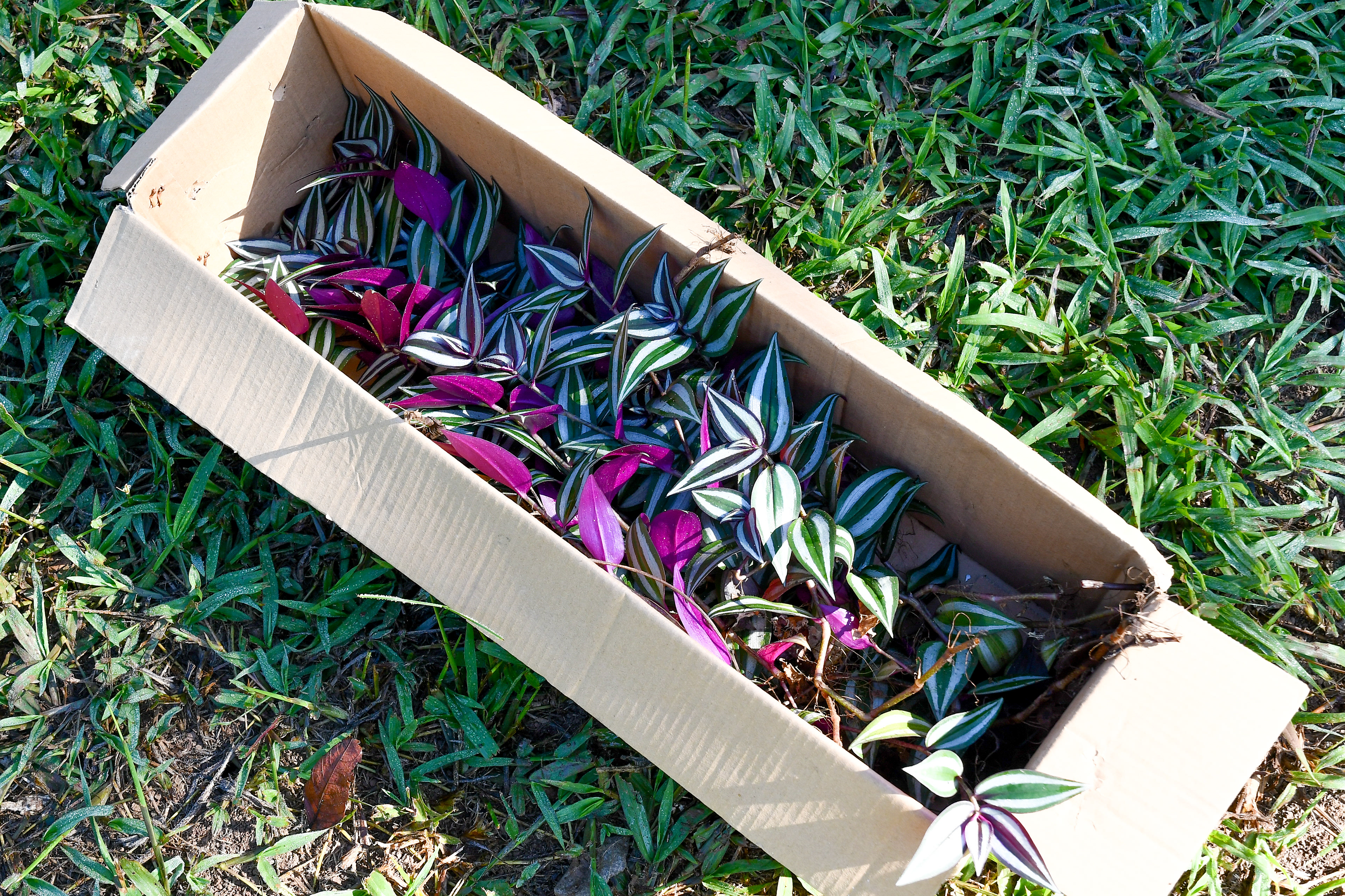 Silver Inch Plants being relocated from the tropical land to our backyard garden at Hacienda Eterna Primavera, as part of our sustainable gardening efforts to enhance the tropical environment for guests.