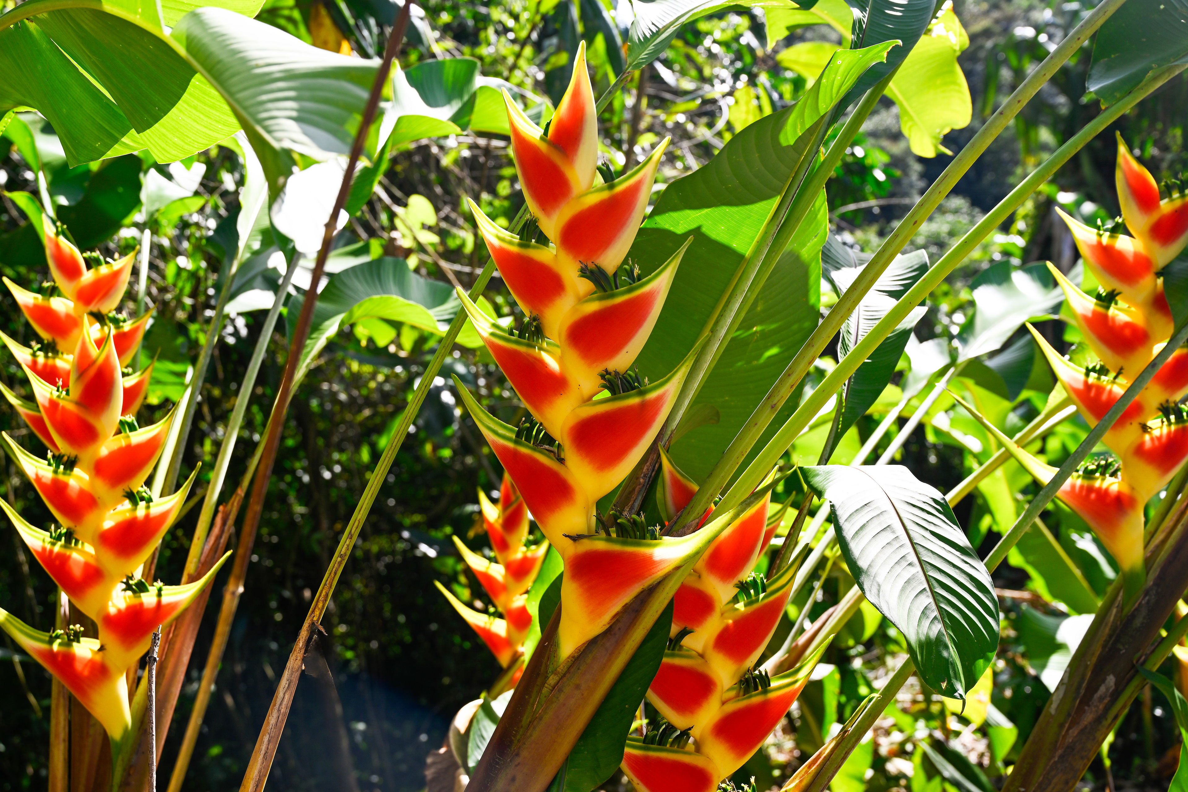 A striking heliconia plant beginning to bloom in the lush gardens of Hacienda Eterna Primavera. Its bright tropical colors add to the vibrant beauty of this serene Airbnb retreat, creating a picturesque escape surrounded by nature.