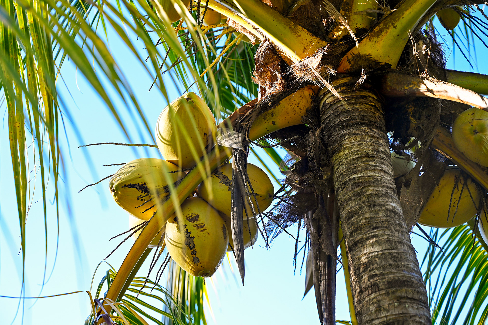A coconut tree at Hacienda Eterna Primavera, full of ripe coconuts, perfect for harvesting fresh coconut water and enjoying an island drink.