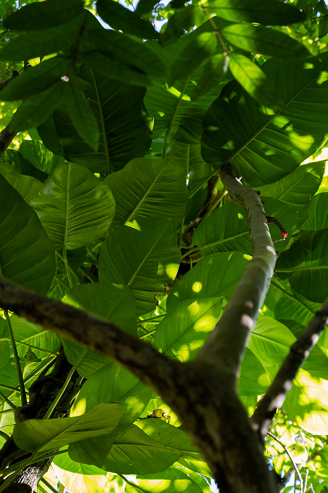 Vibrant tropical green leaves illuminated by sunlight, with a tree trunk visible on the right side, taken at Hacienda Eterna Primavera, highlighting the natural beauty of the retreat.