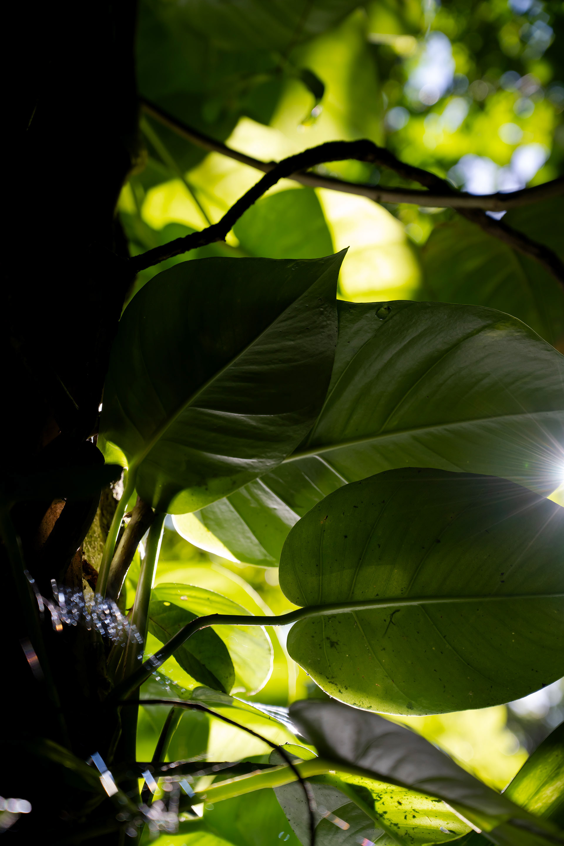 Close-up of glossy tropical leaves in the hacienda’s garden, glowing under filtered sunlight. A spiderweb glistens subtly in the lower corner, while tree branches and blurred greenery create a peaceful canopy effect in the background.