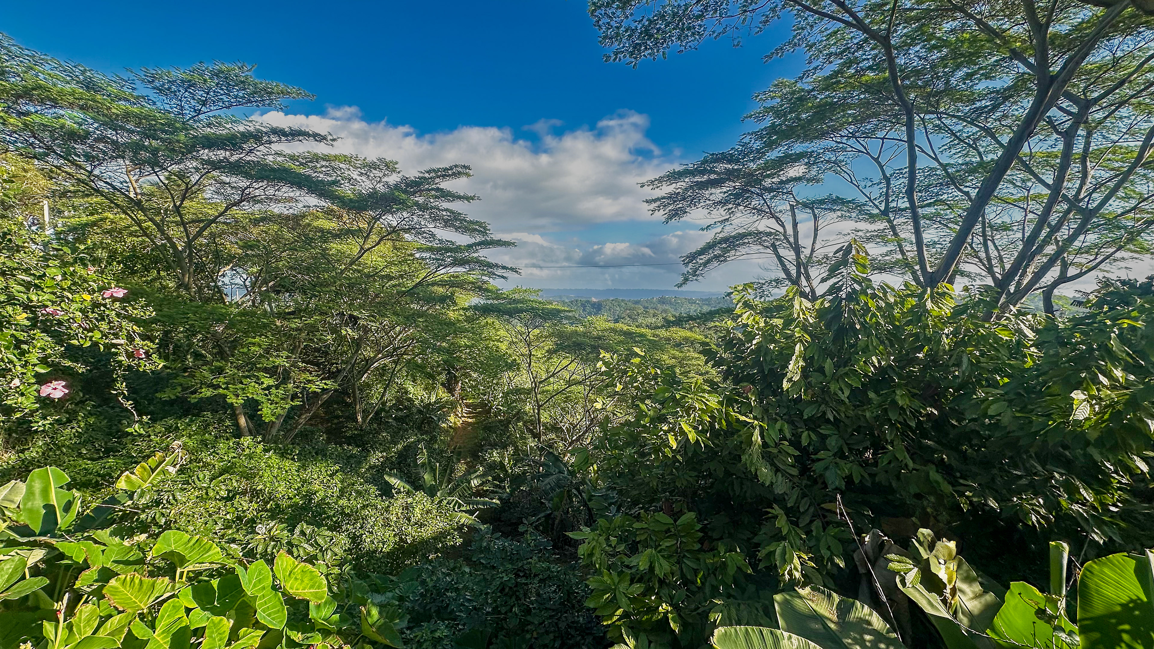 A panoramic view from a Puerto Rican coffee plantation, showing lush green mountains leading to the ocean, with coffee-growing land in the foreground.